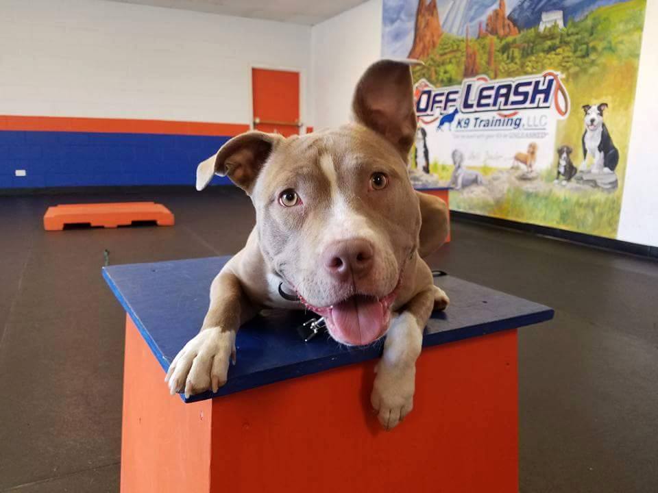 Off-Leash K9 Training - Colorado Springs Colorado Springs