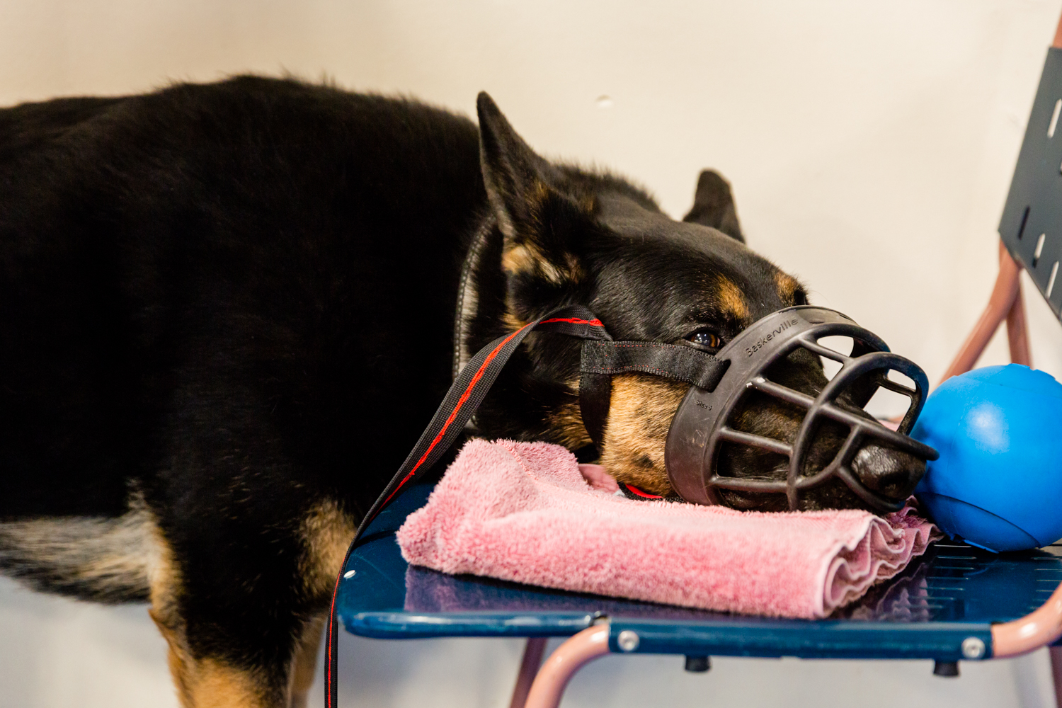House of Dog Training Boarding&Behavior Center Colorado Springs