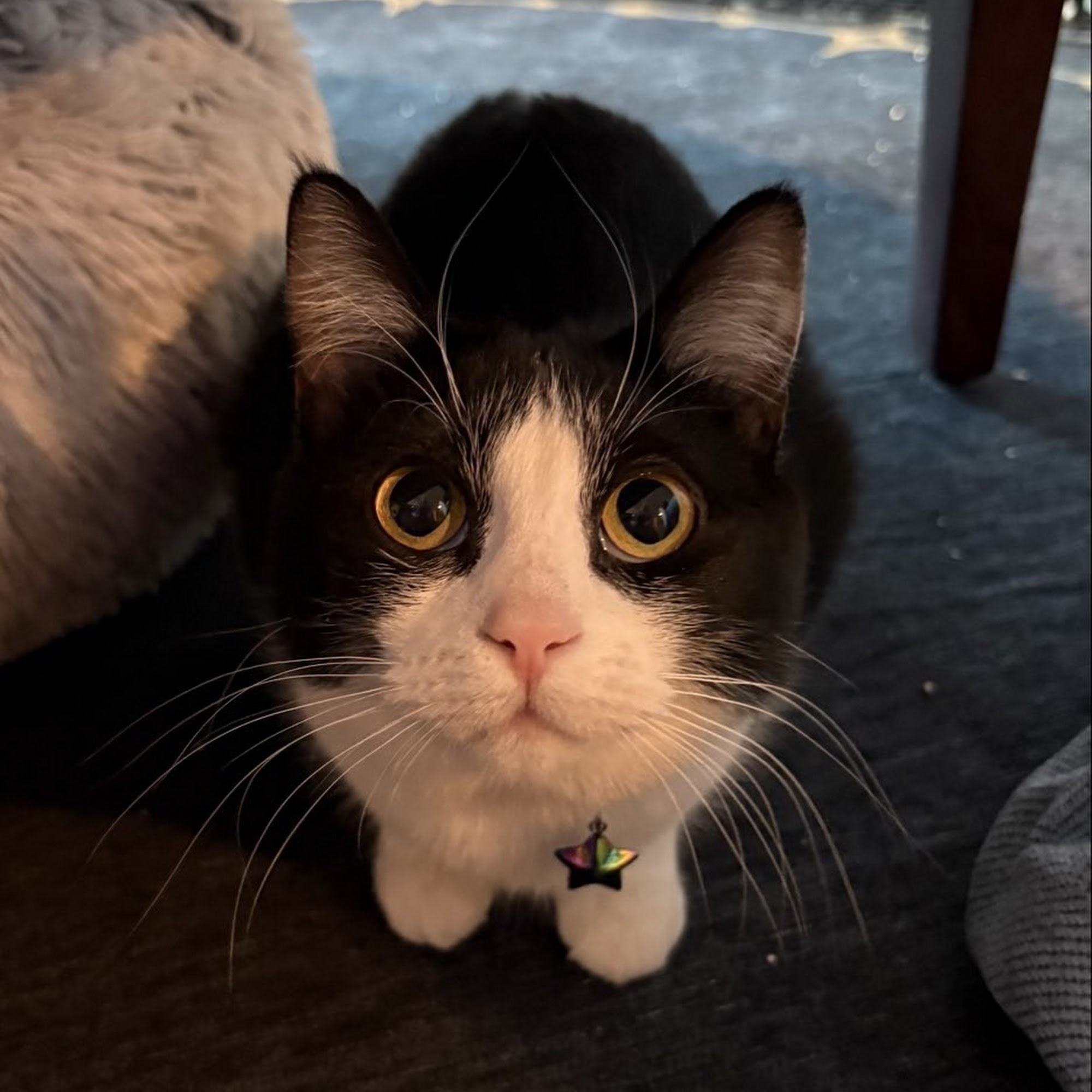 PlayTime Pet Sitters & Dog Walkers of Colorado Springs Colorado Springs