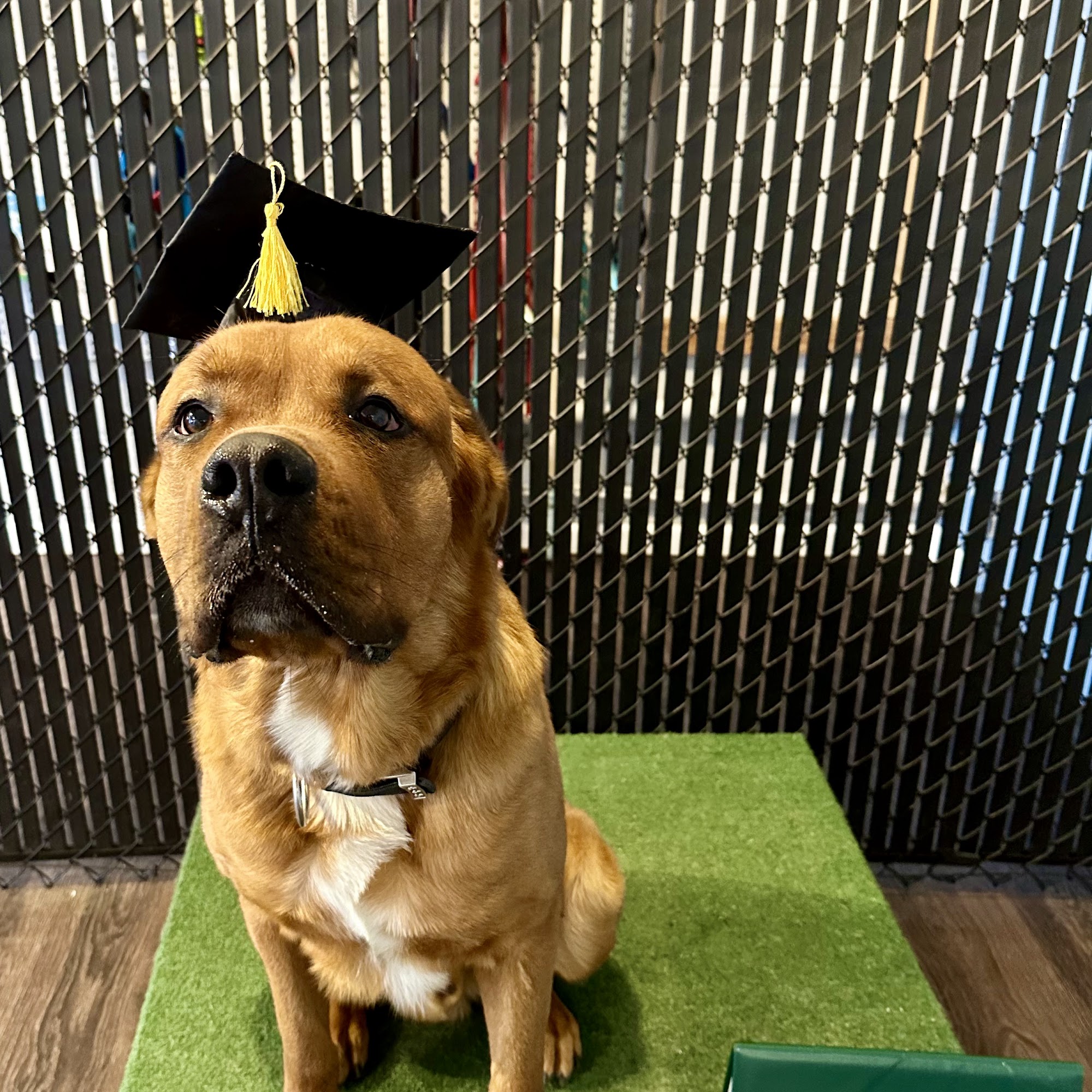 Humble Paws Colorado Springs