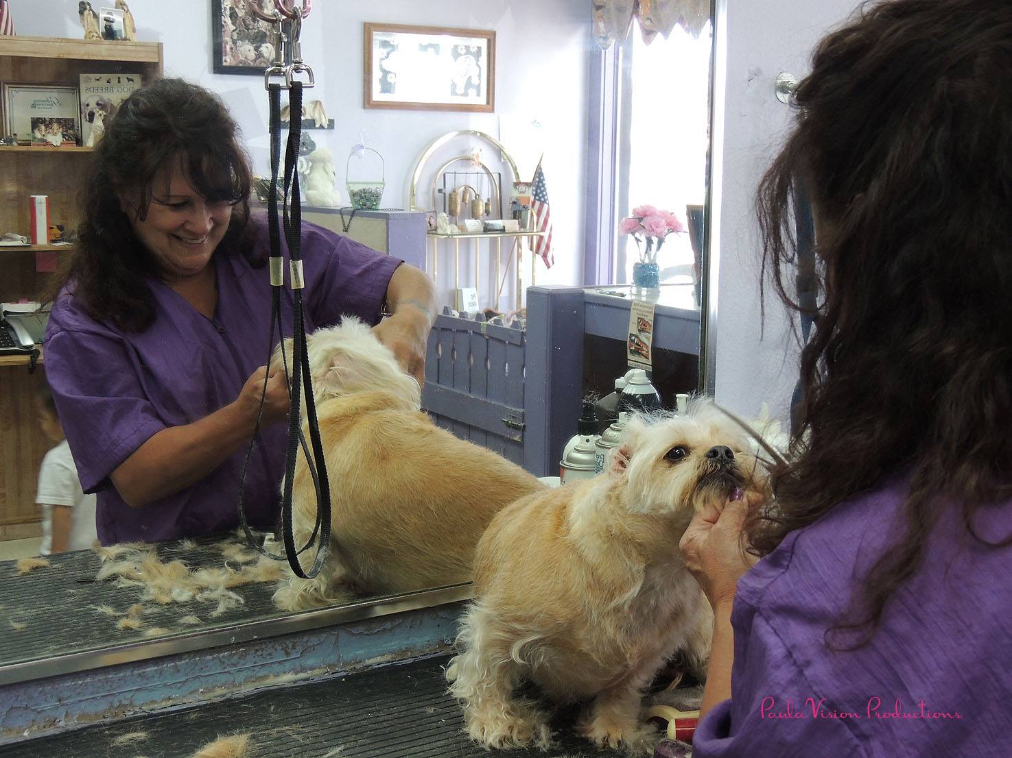 Cute Clips Pet Salon