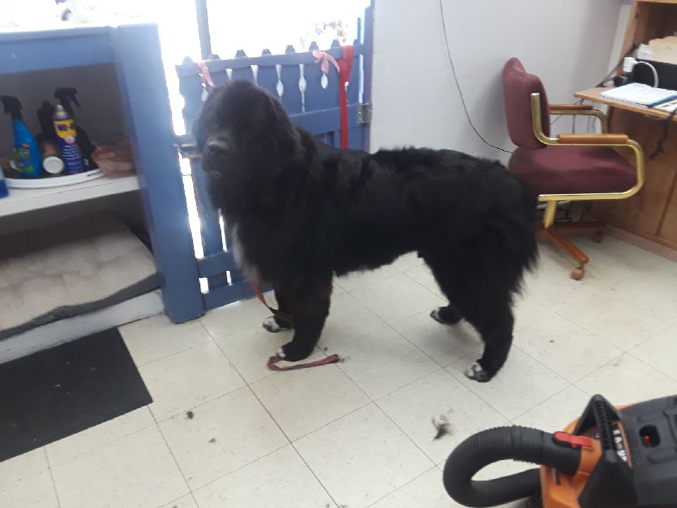 Cute Clips Pet Salon