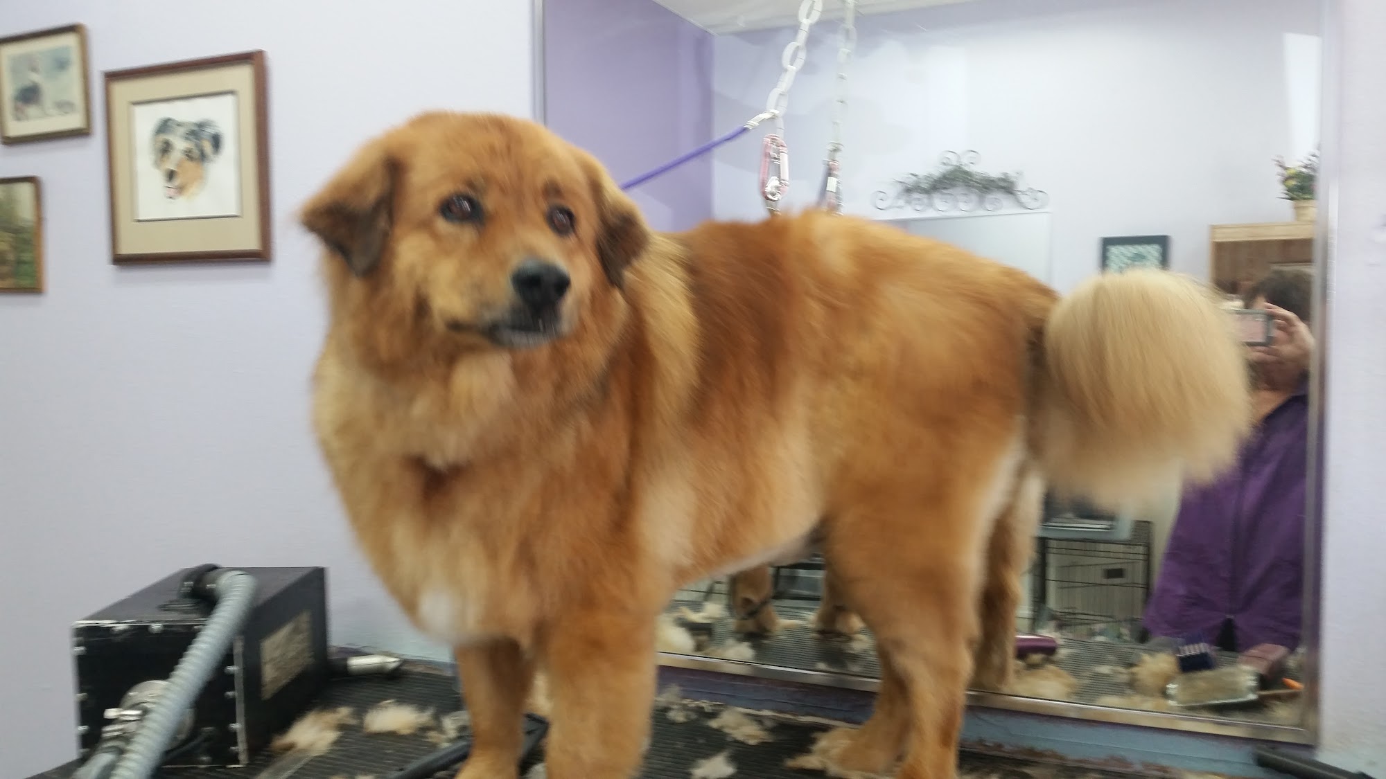 Cute Clips Pet Salon