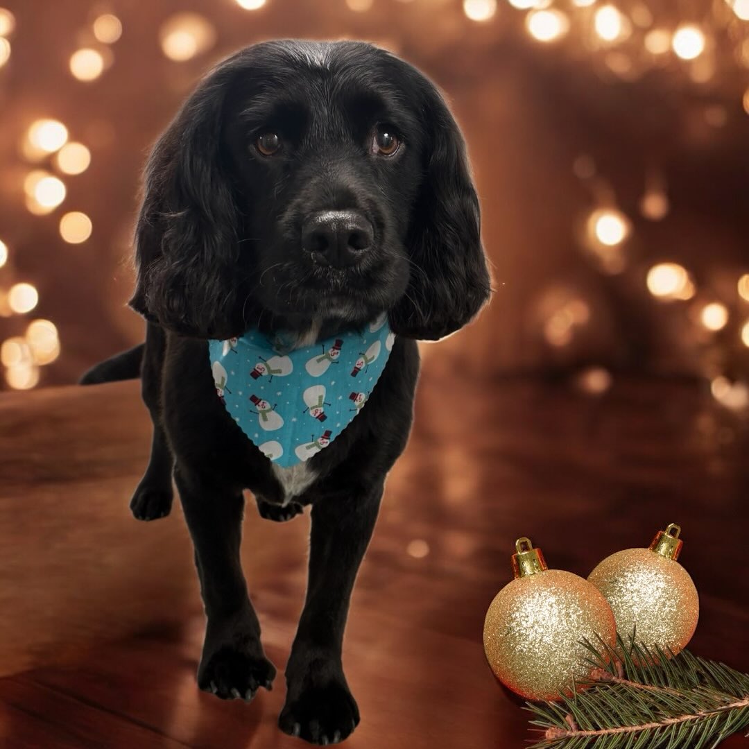 Classy Pawz Dog Grooming Commerce City