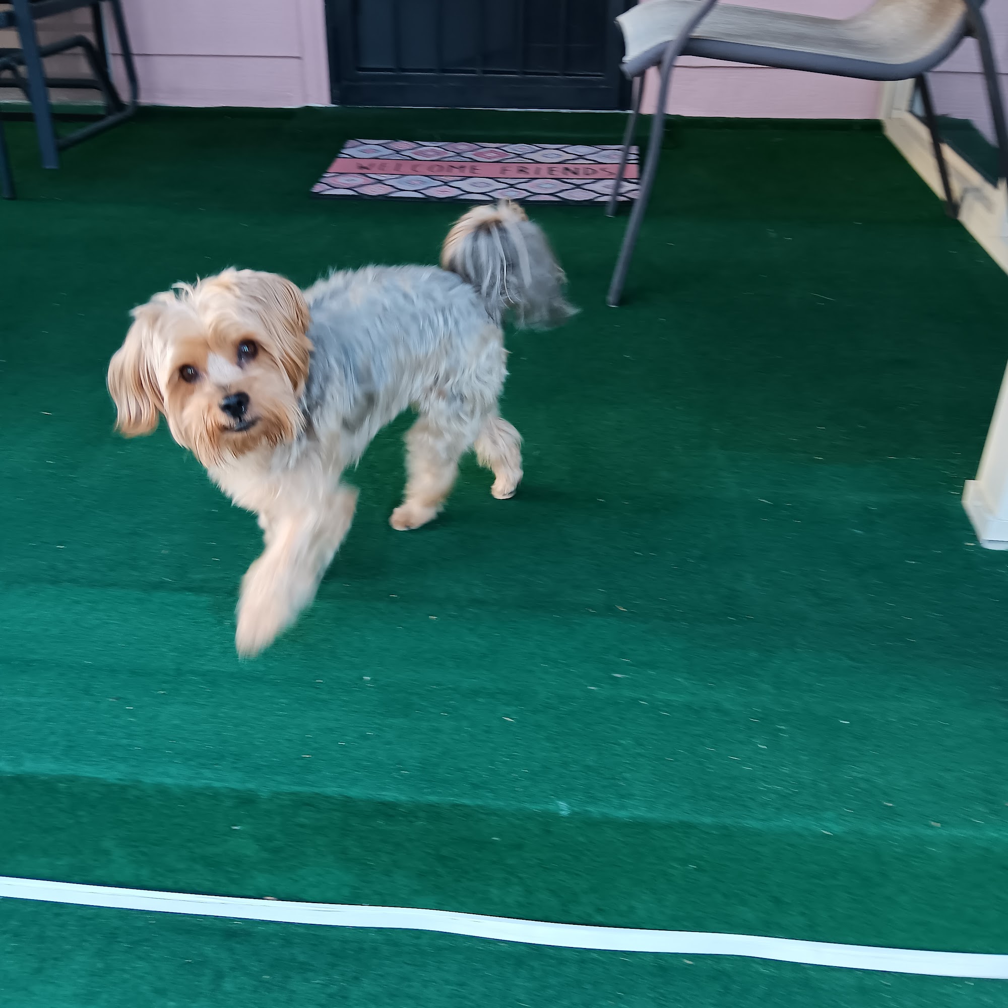 Classy Pawz Dog Grooming Commerce City
