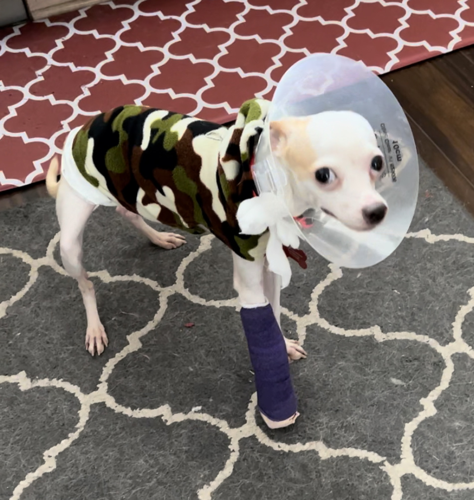 Sano Hospital for Animals Conifer