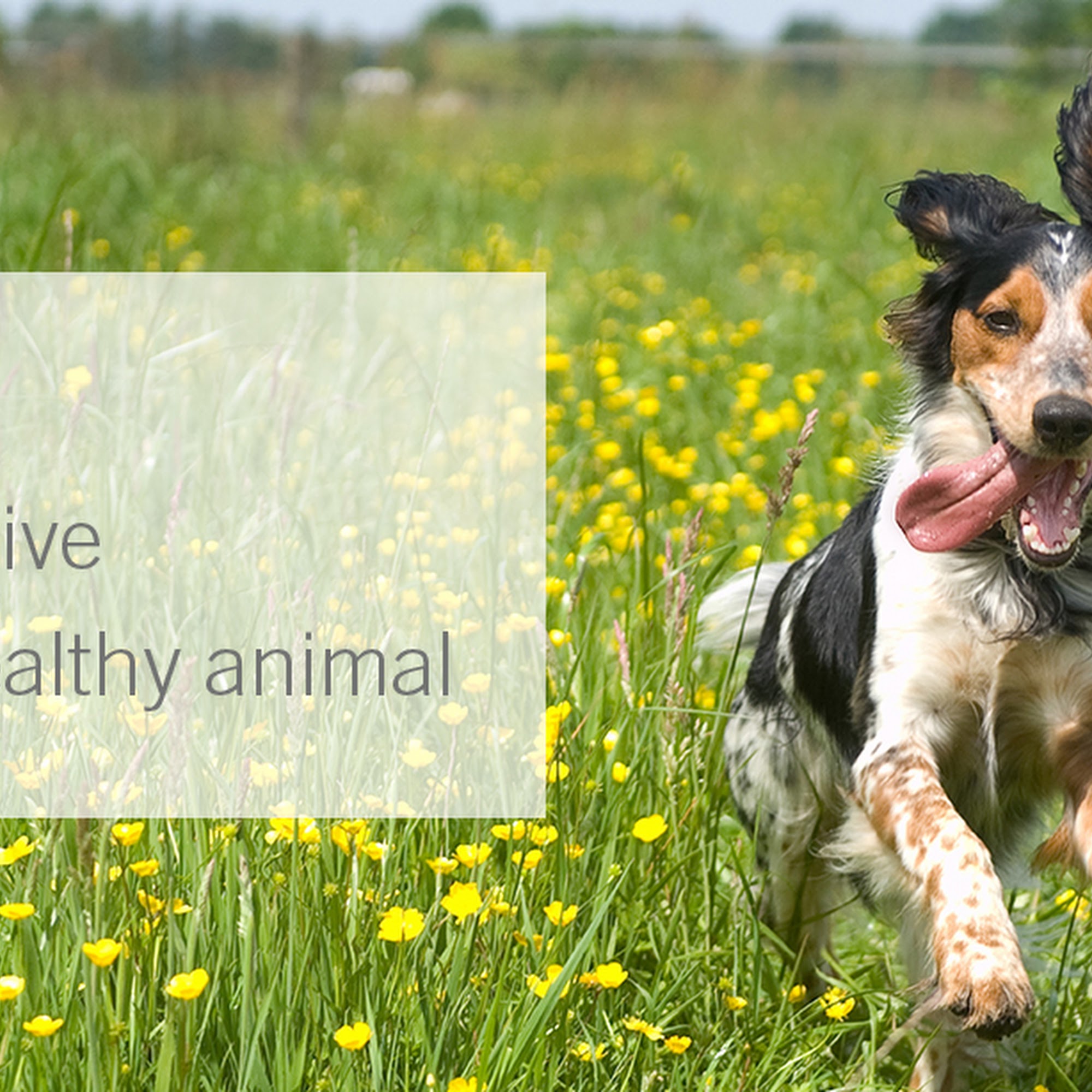 Sano Hospital for Animals Conifer