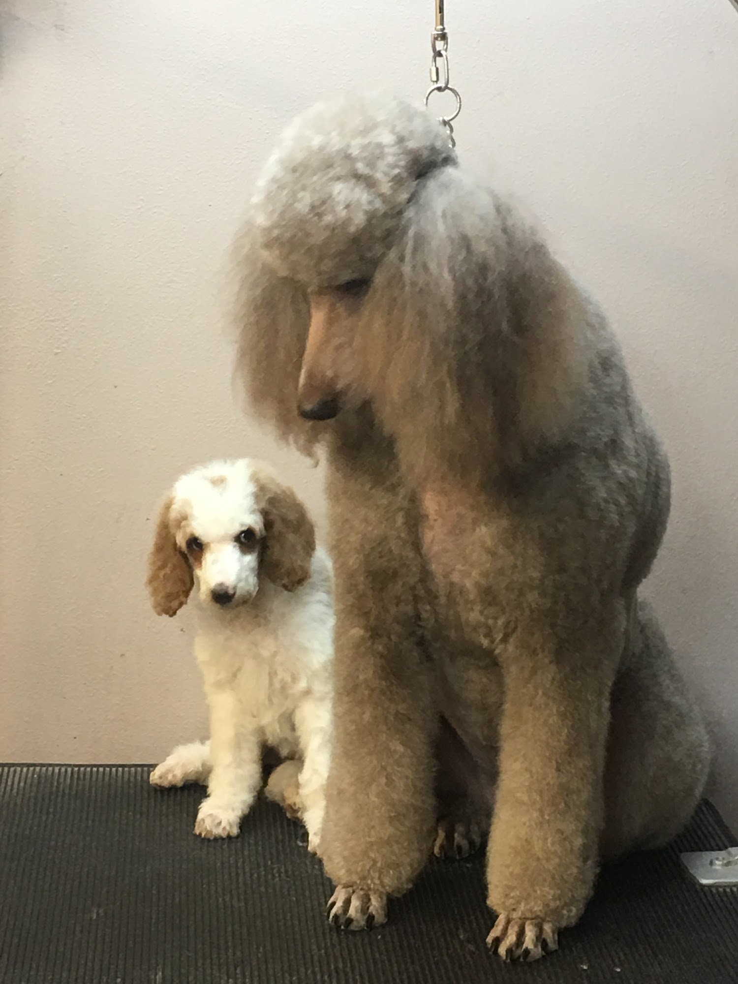 Snooty's Pet Salon Cortez