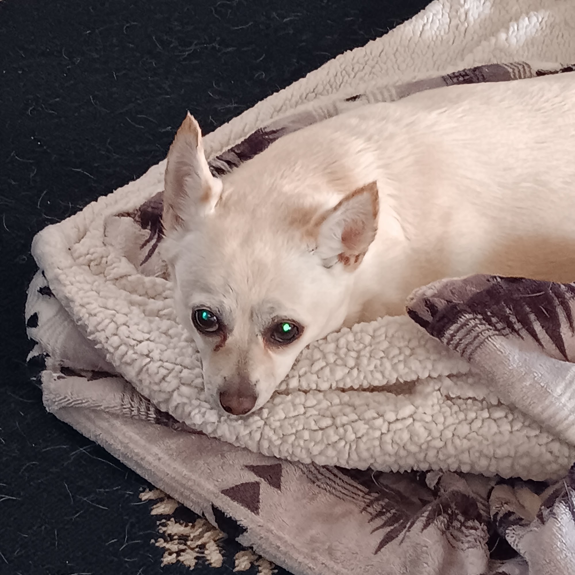 Montezuma Veterinary Clinic Cortez