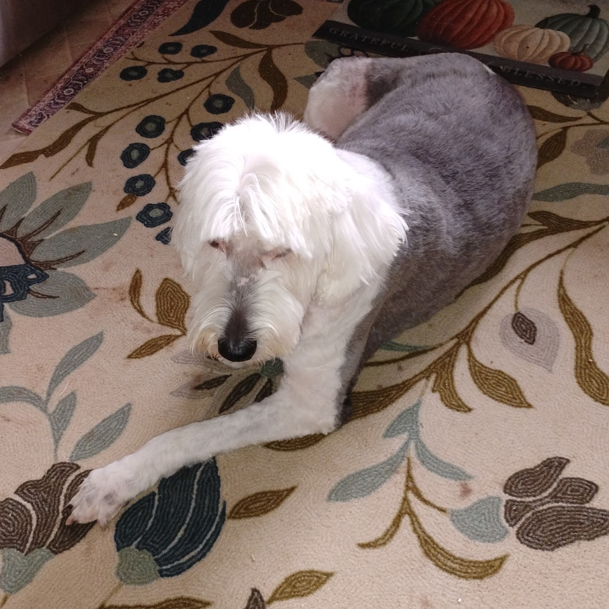 Coats & Tails Grooming Cortez