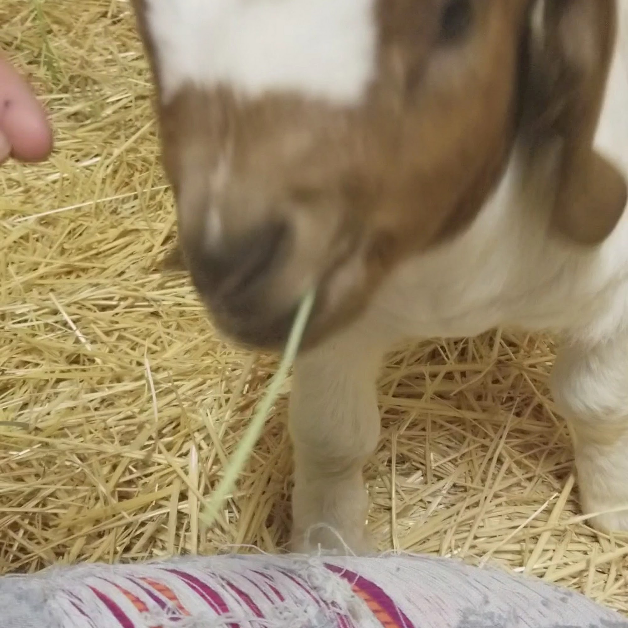 Bear Creek Animal Hospital Craig