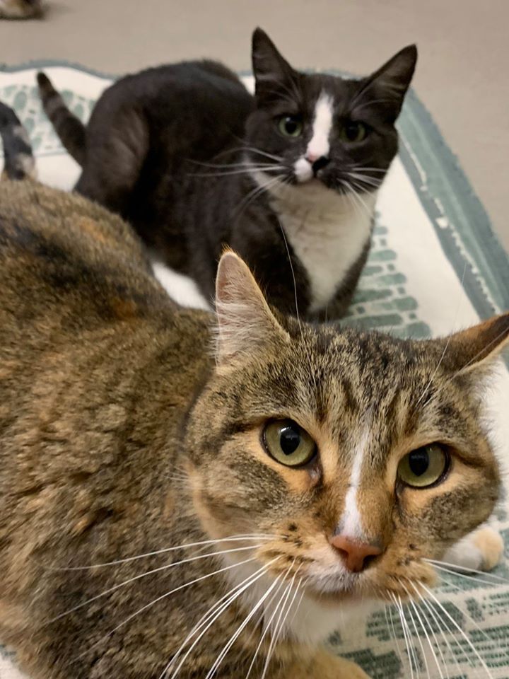 Bear Creek Animal Hospital Craig