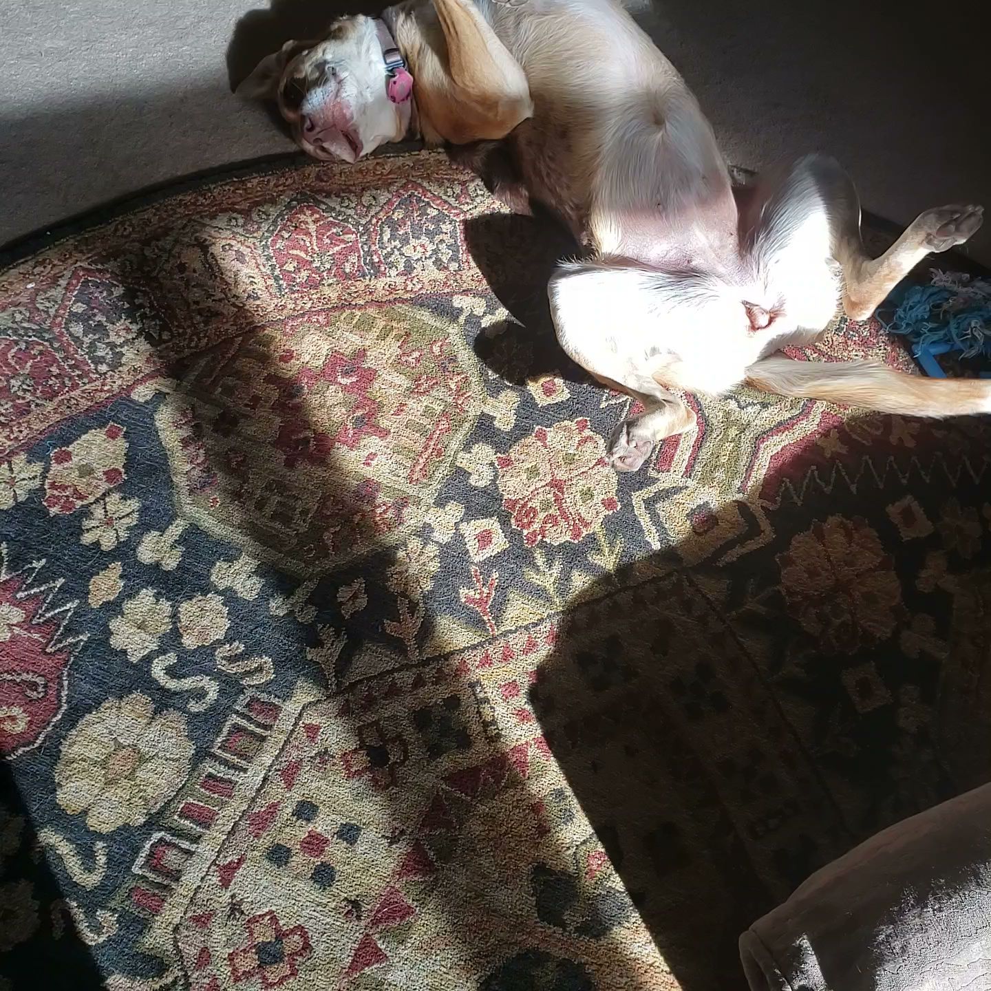 Humane Society of Moffat County Craig