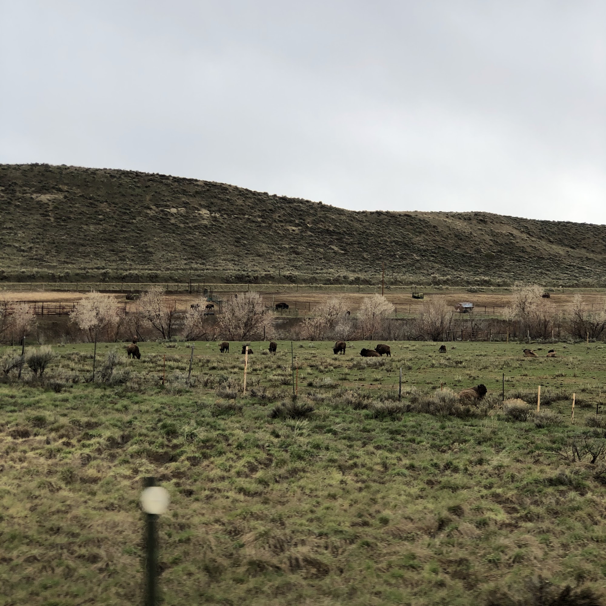 Lay Valley Bison Ranch