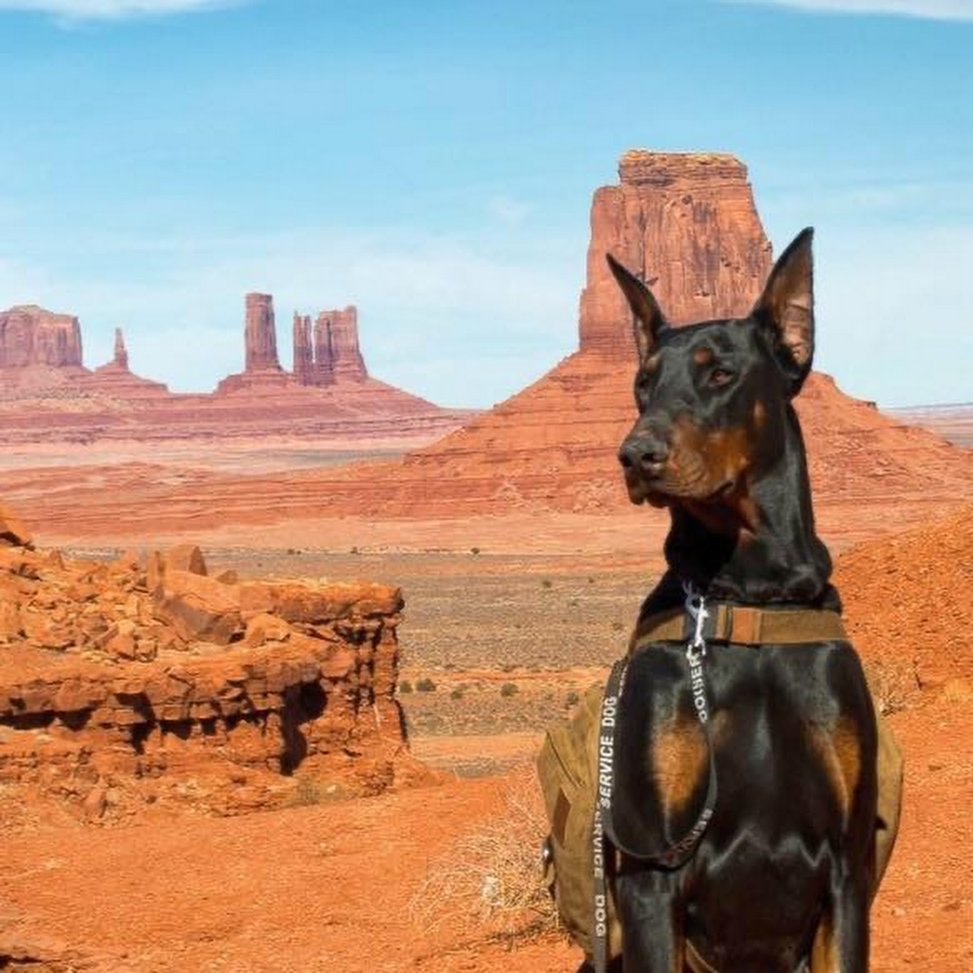 Rocky Mountain Dobermans 34411 B25 Rd, Crawford Colorado 34411
