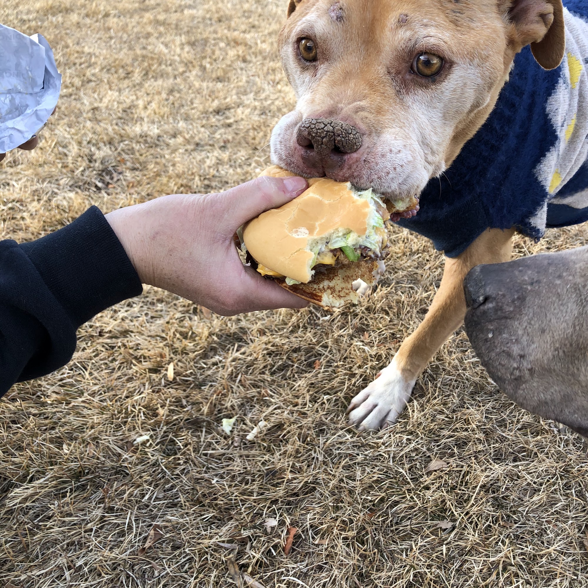 Grand Mesa Veterinary Hospital Delta