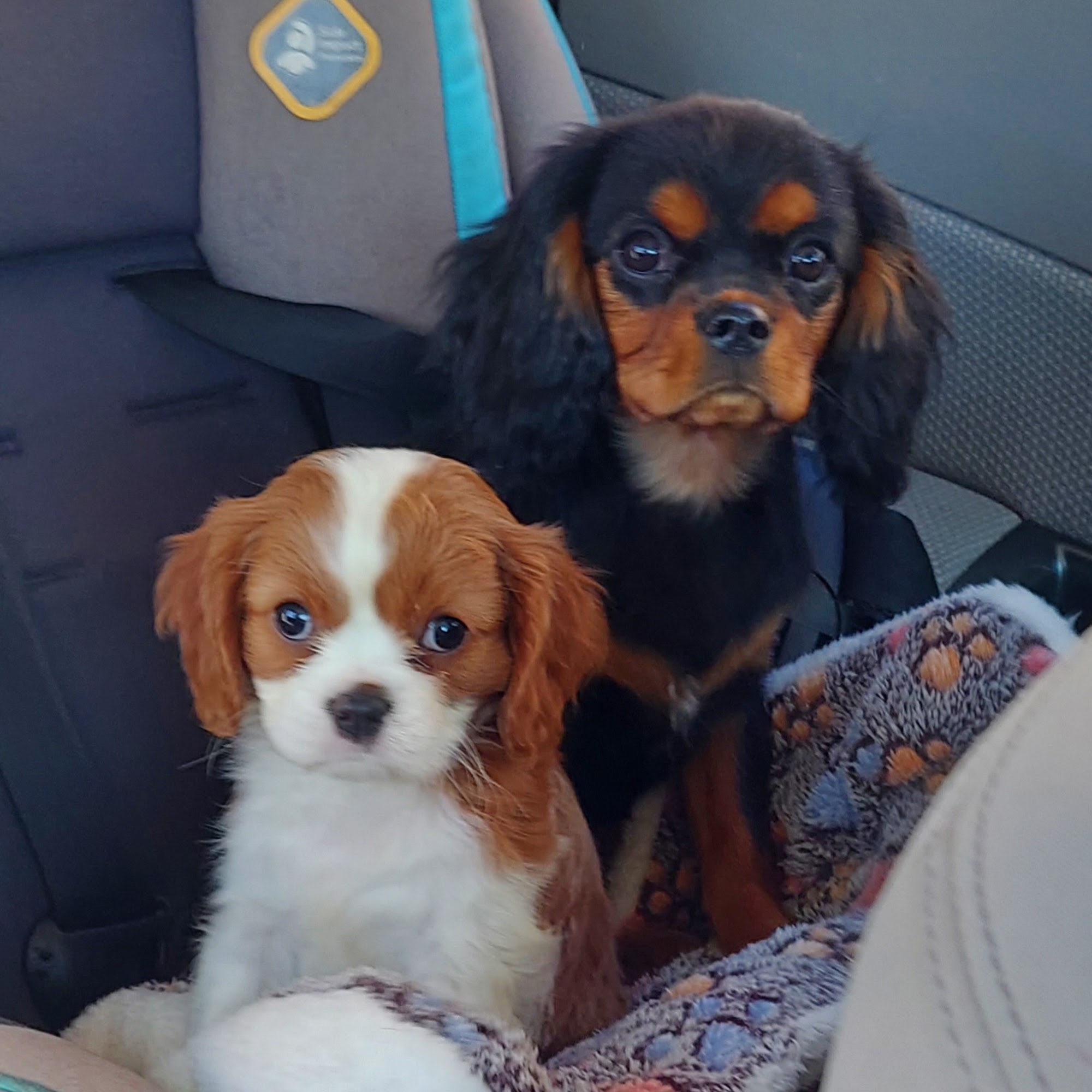 Cottonwood Puppies Delta