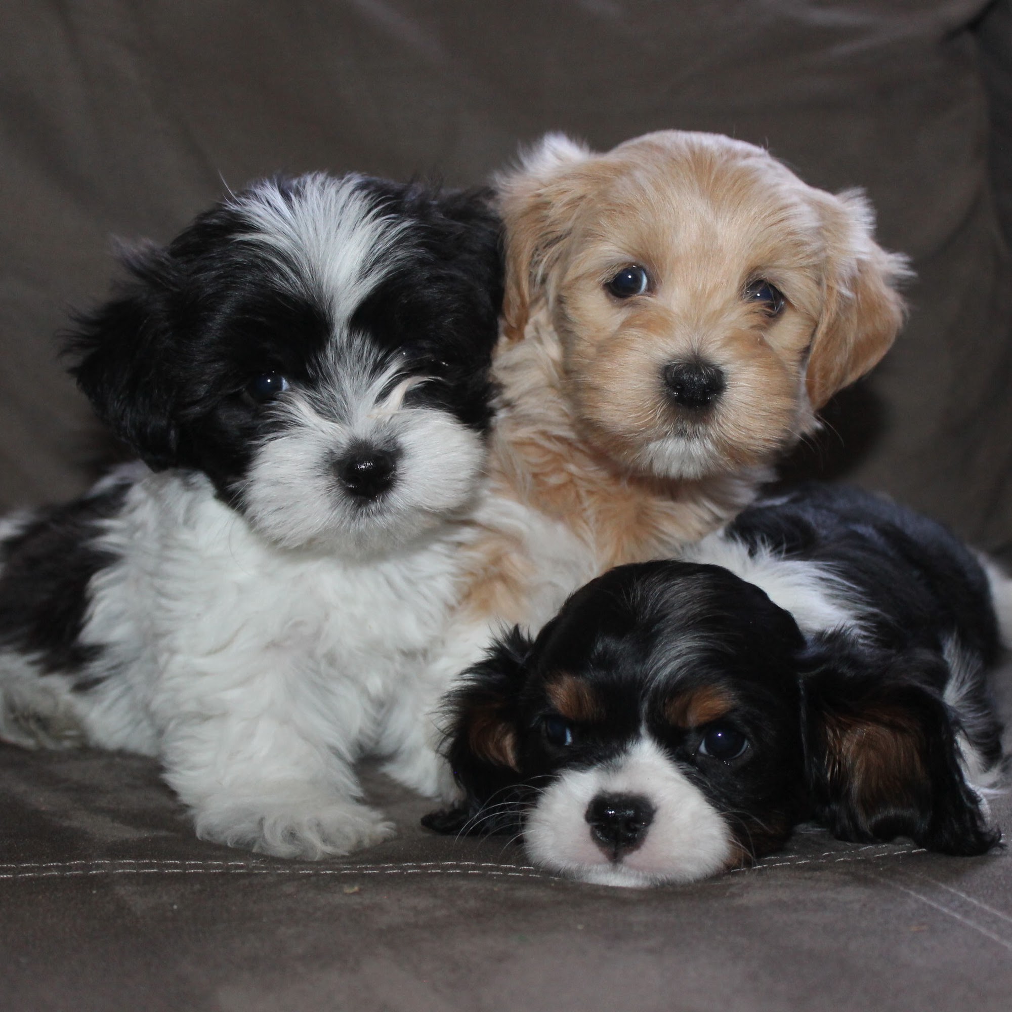 Cottonwood Puppies 782 1600 Rd, Delta Colorado 81416