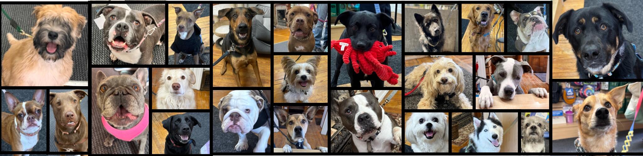 A Pet's Paradise Denver