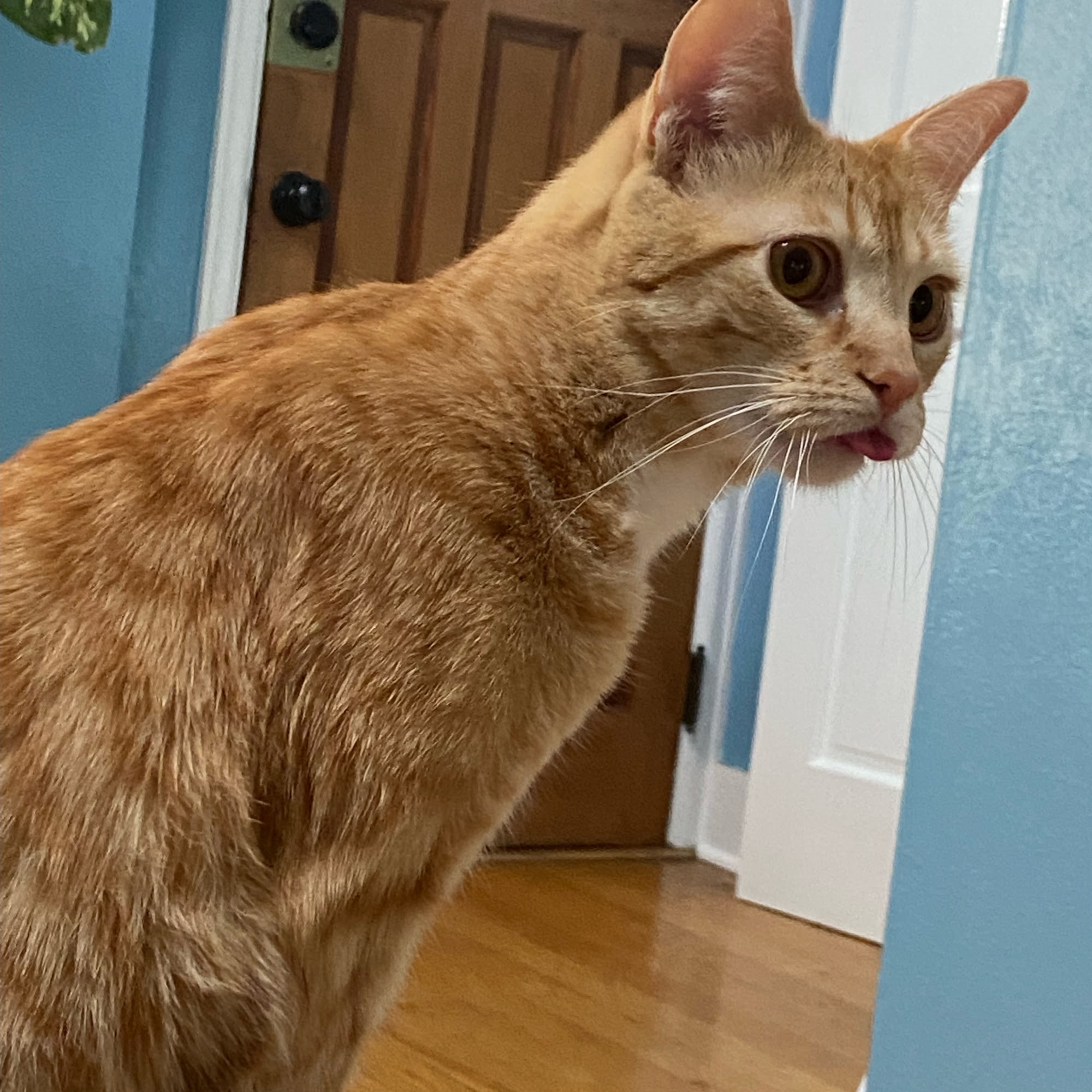 Broadview Animal Clinic Denver