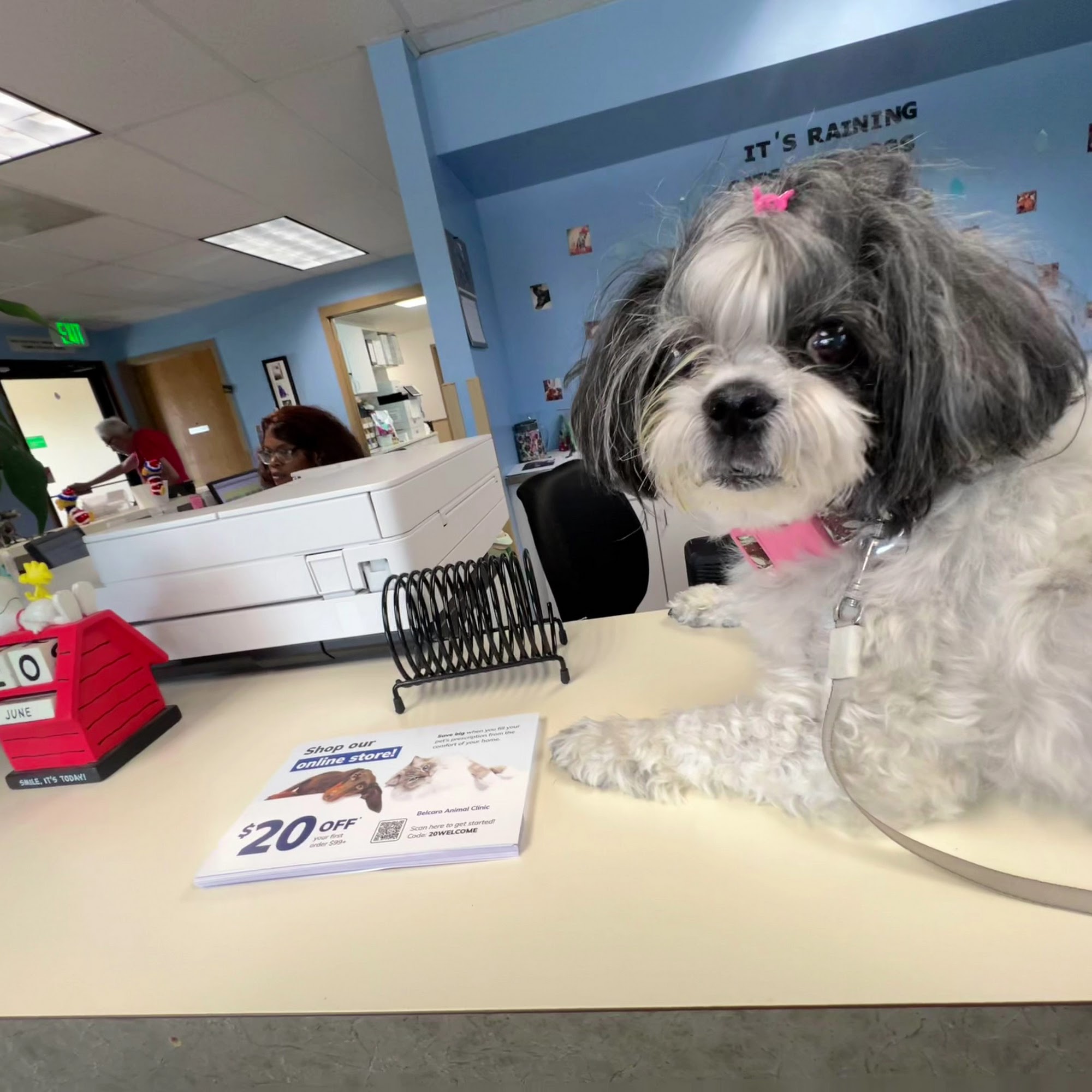 Belcaro Animal Hospital Denver