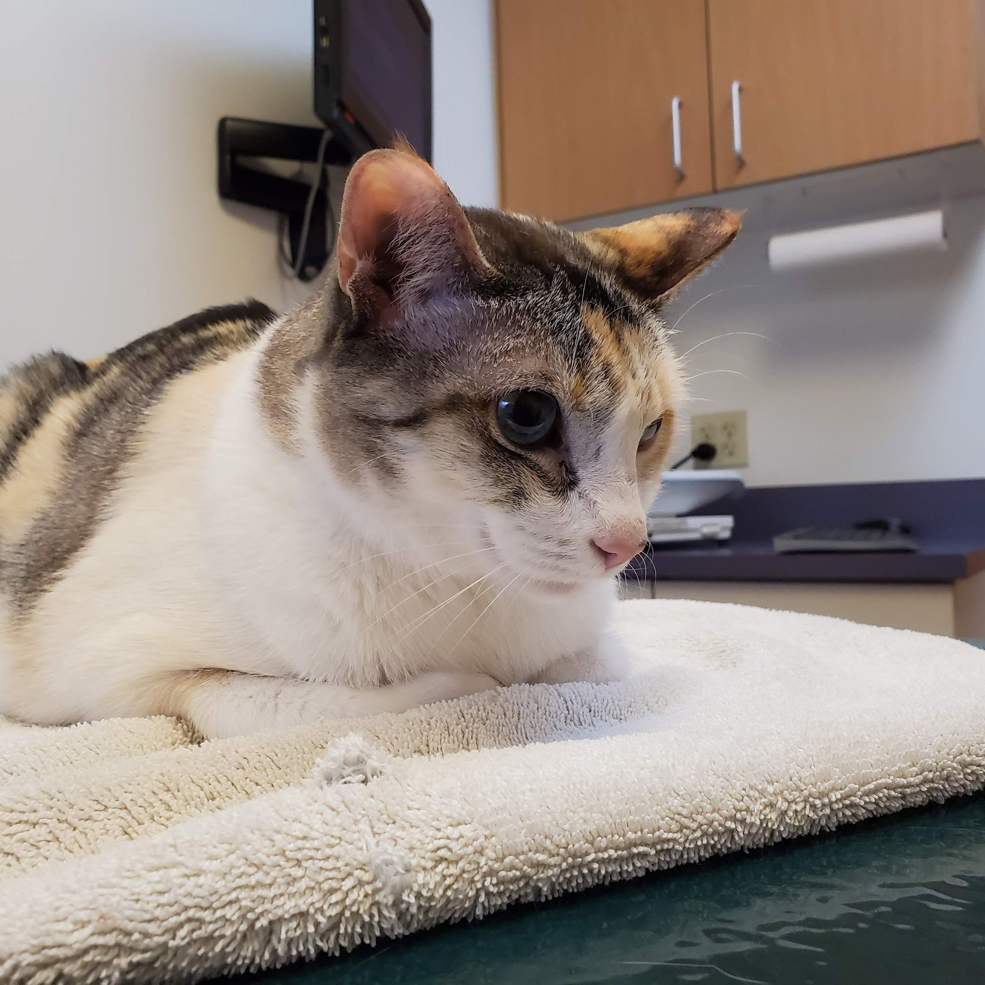 Tender Touch Animal Hospital Denver