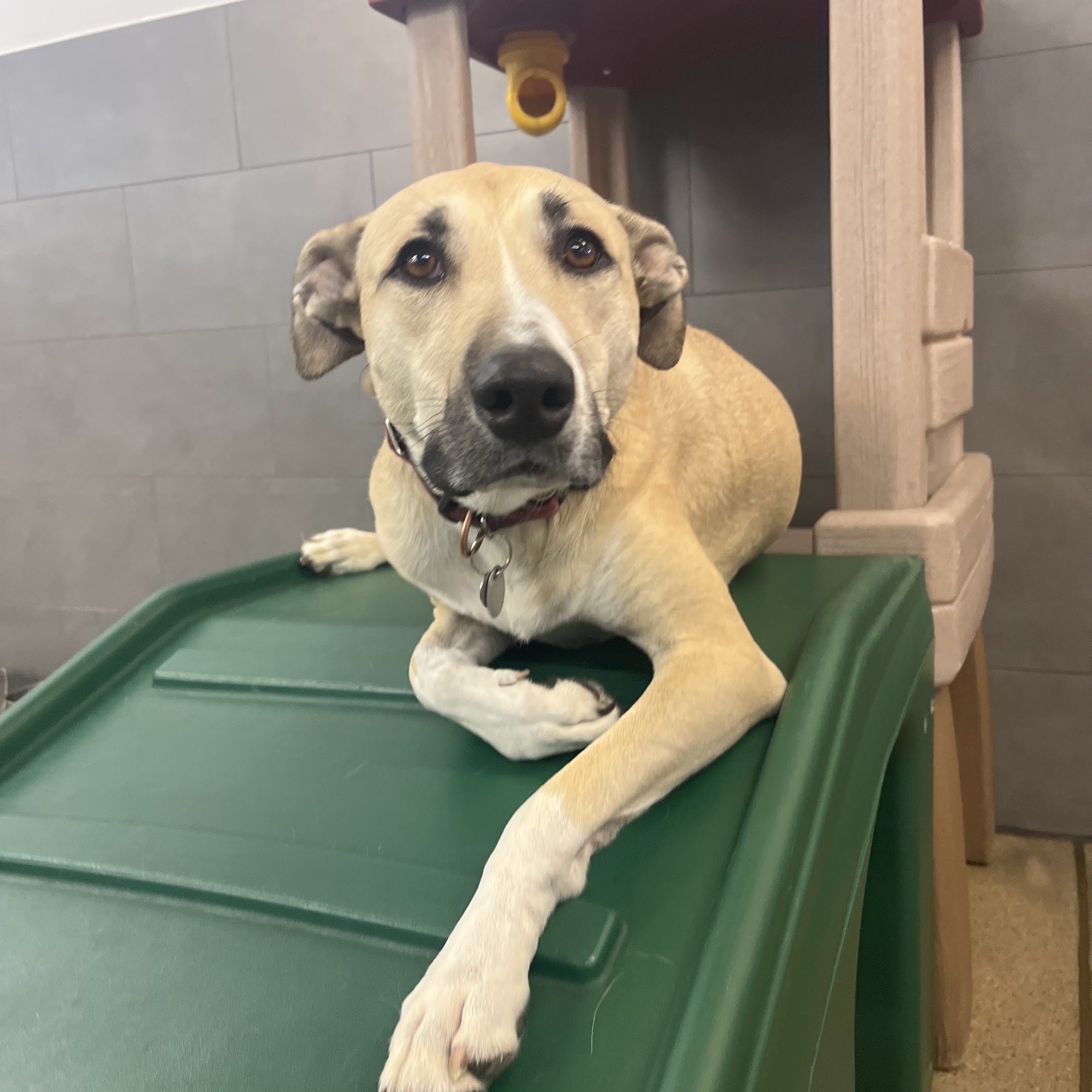 The Sniff Shack Denver