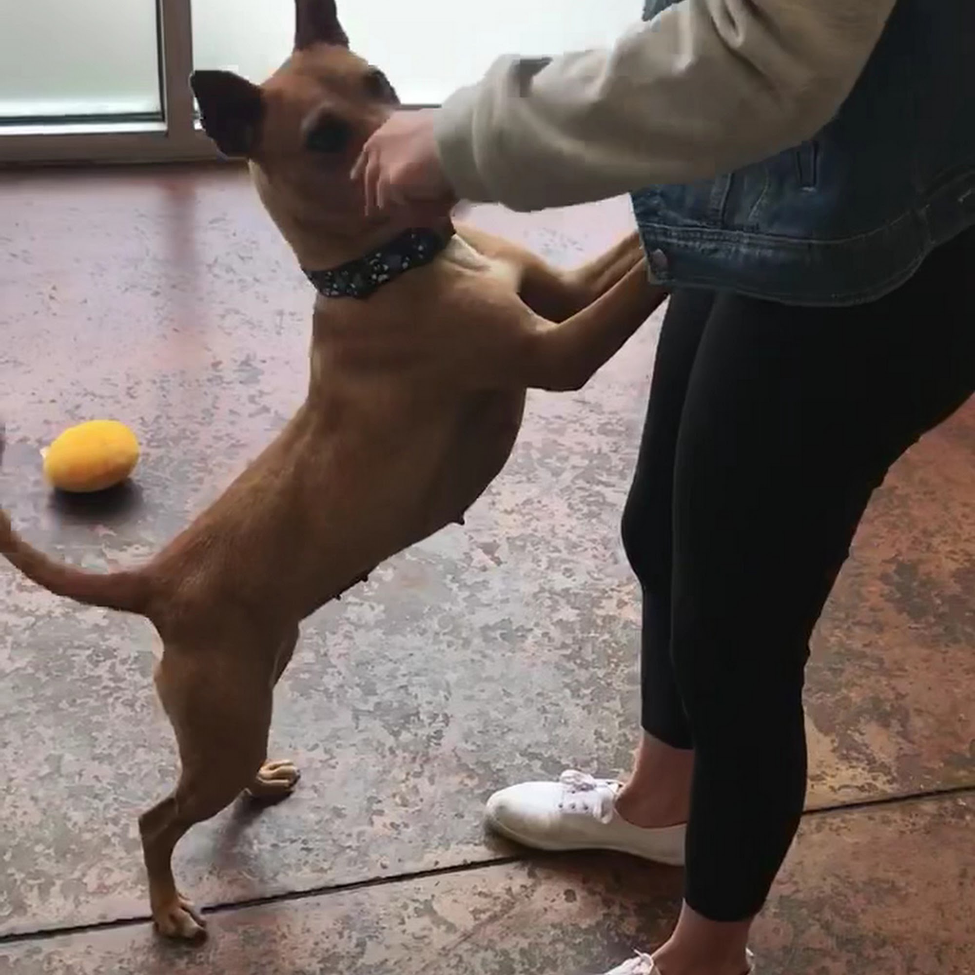 MaxFund Dog Shelter Denver