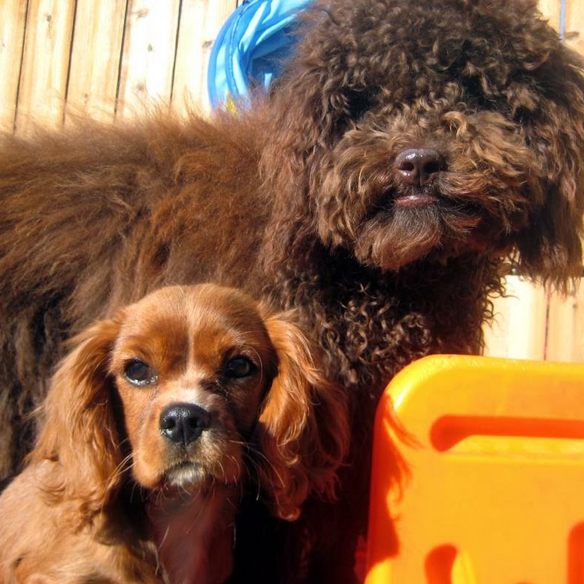 For the Love of Dog Denver