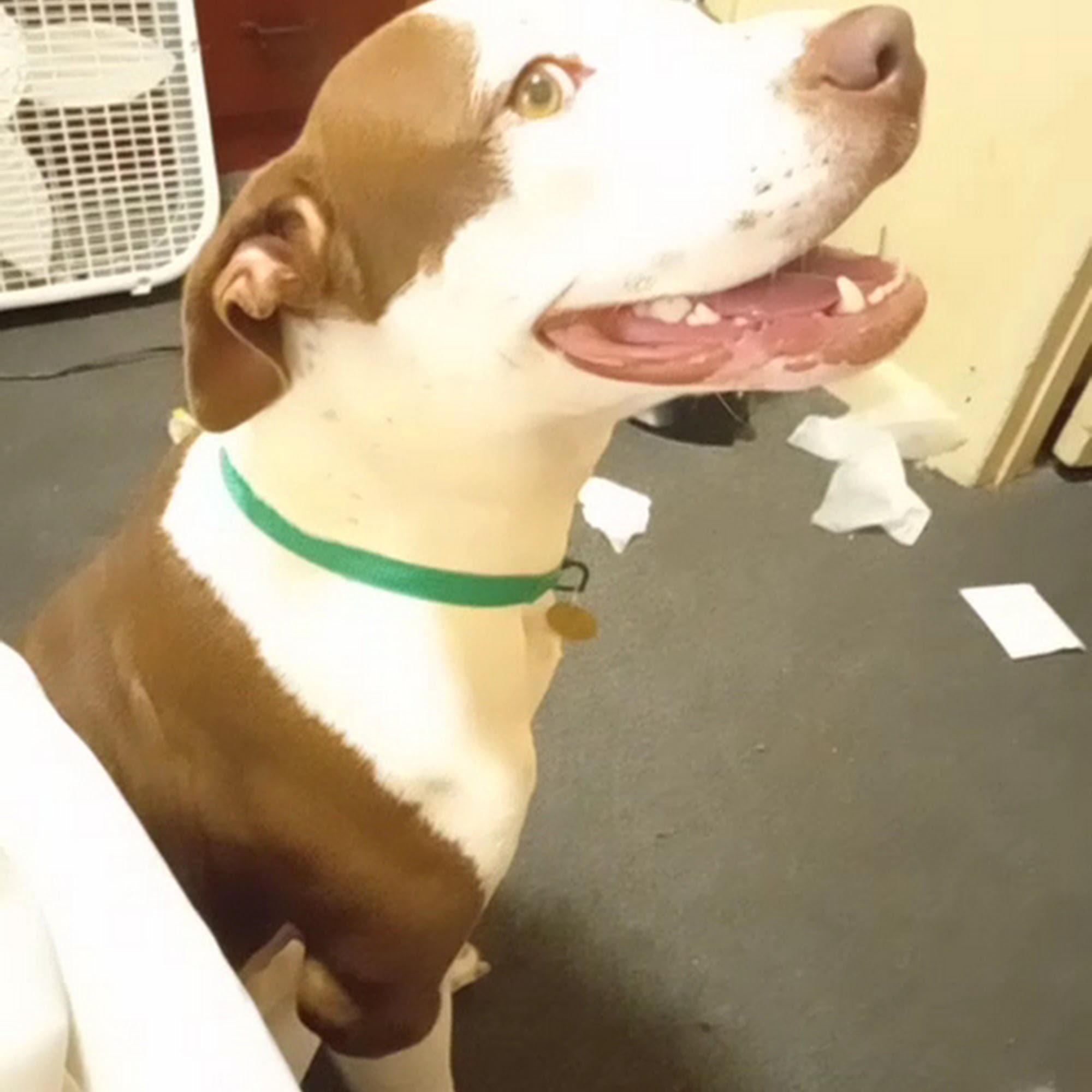 Dumb Friends League - Leslie A. Malone Center Denver