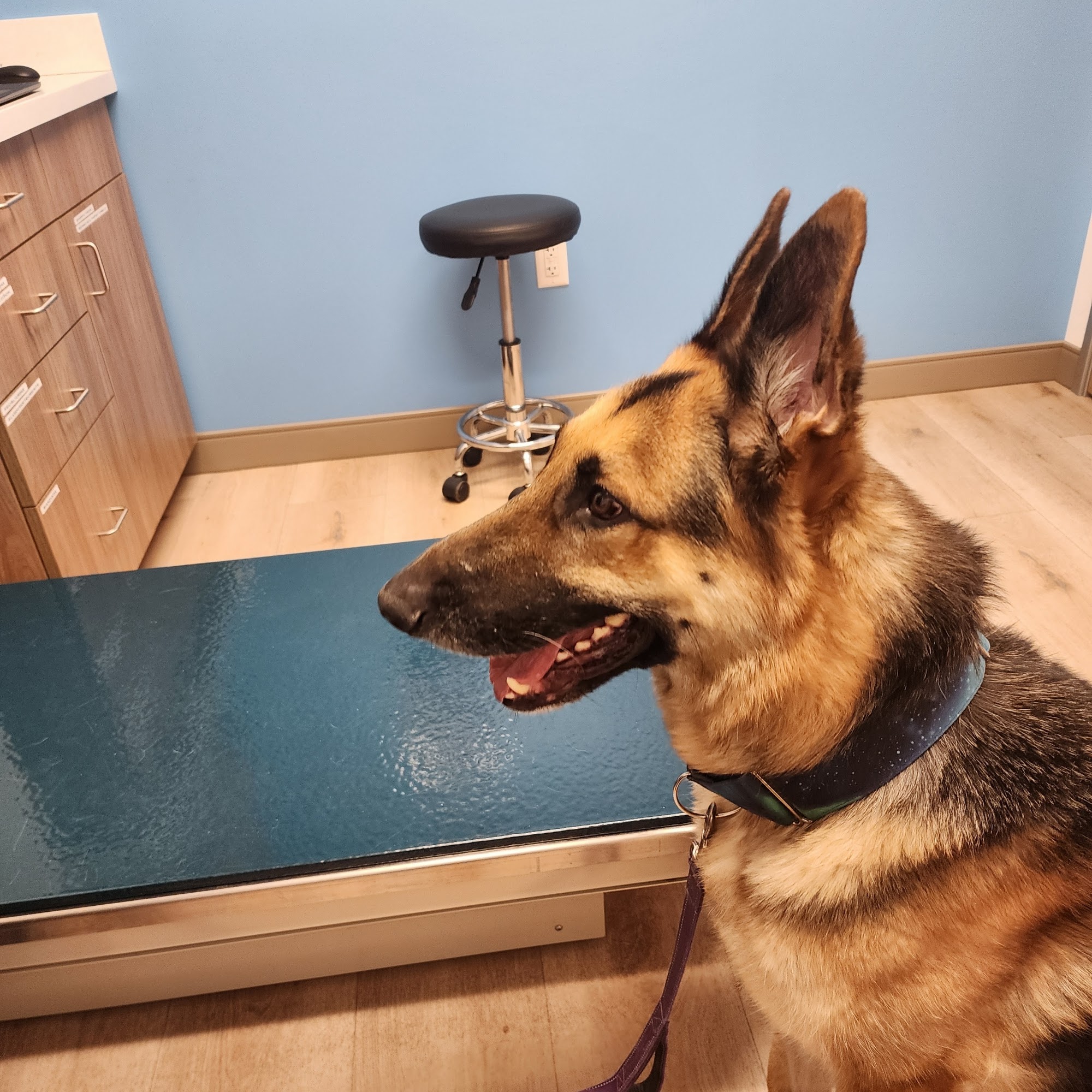 VetCare Animal Hospital Denver