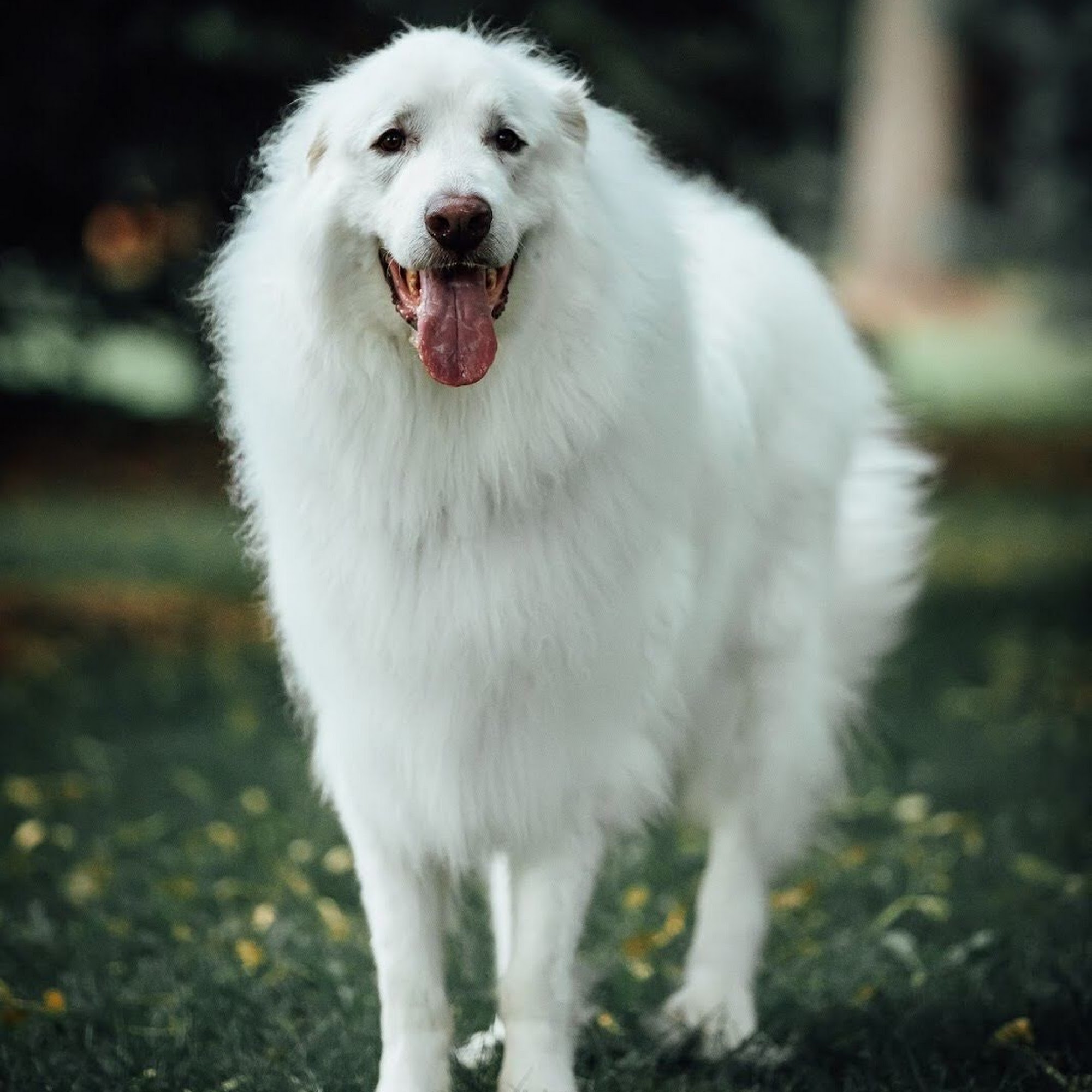 Lucky Dog Grooming Denver