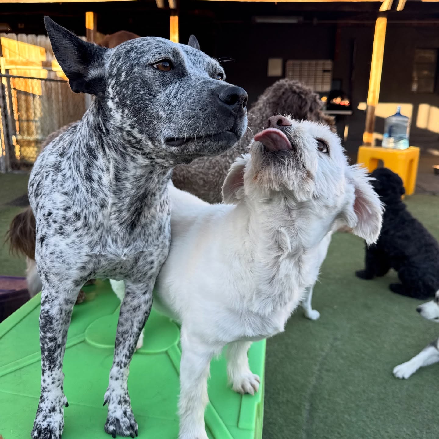 Woofhaus - Dog Daycare & Wash Denver