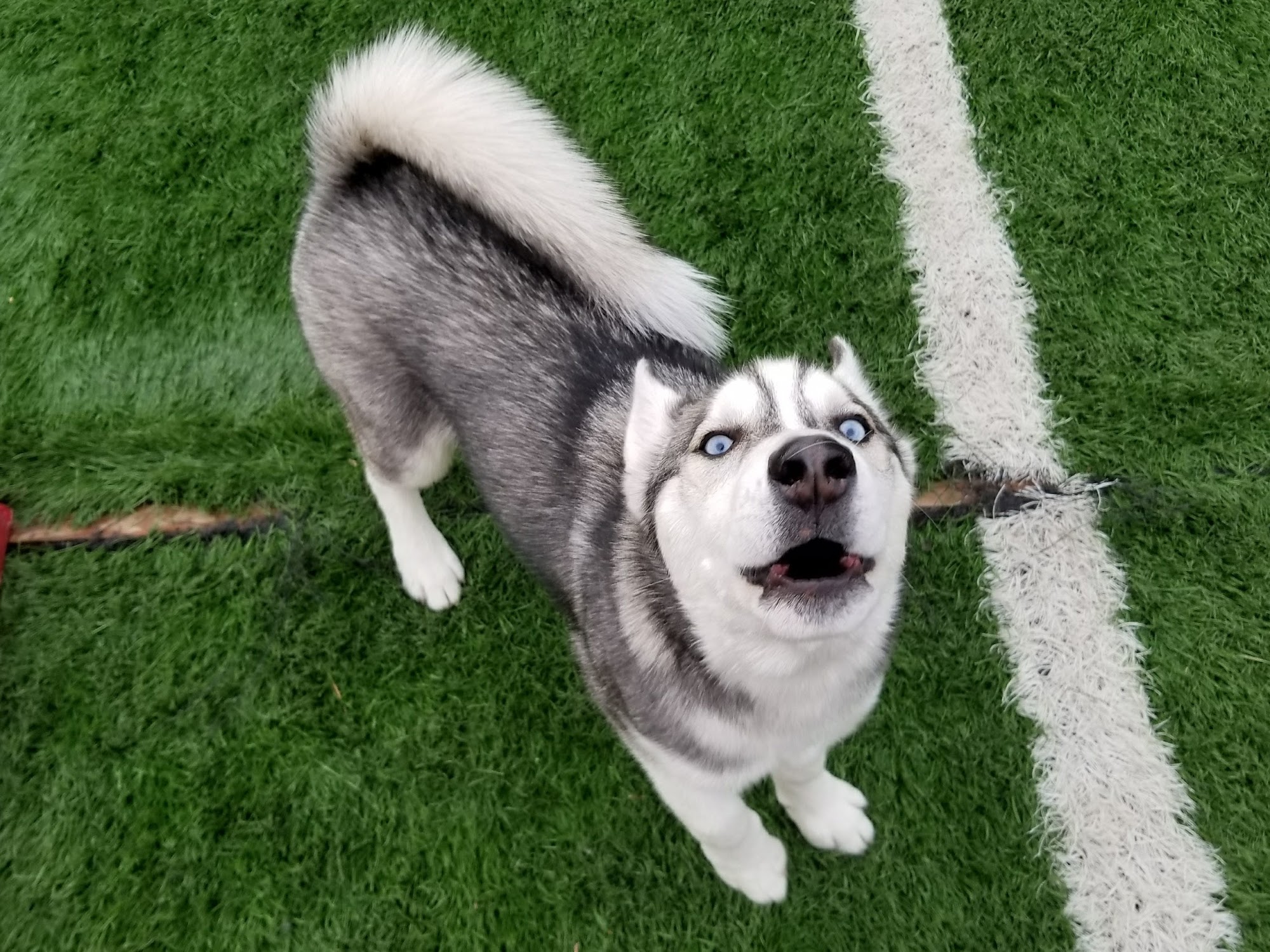 Woofhaus - Dog Daycare & Wash Denver