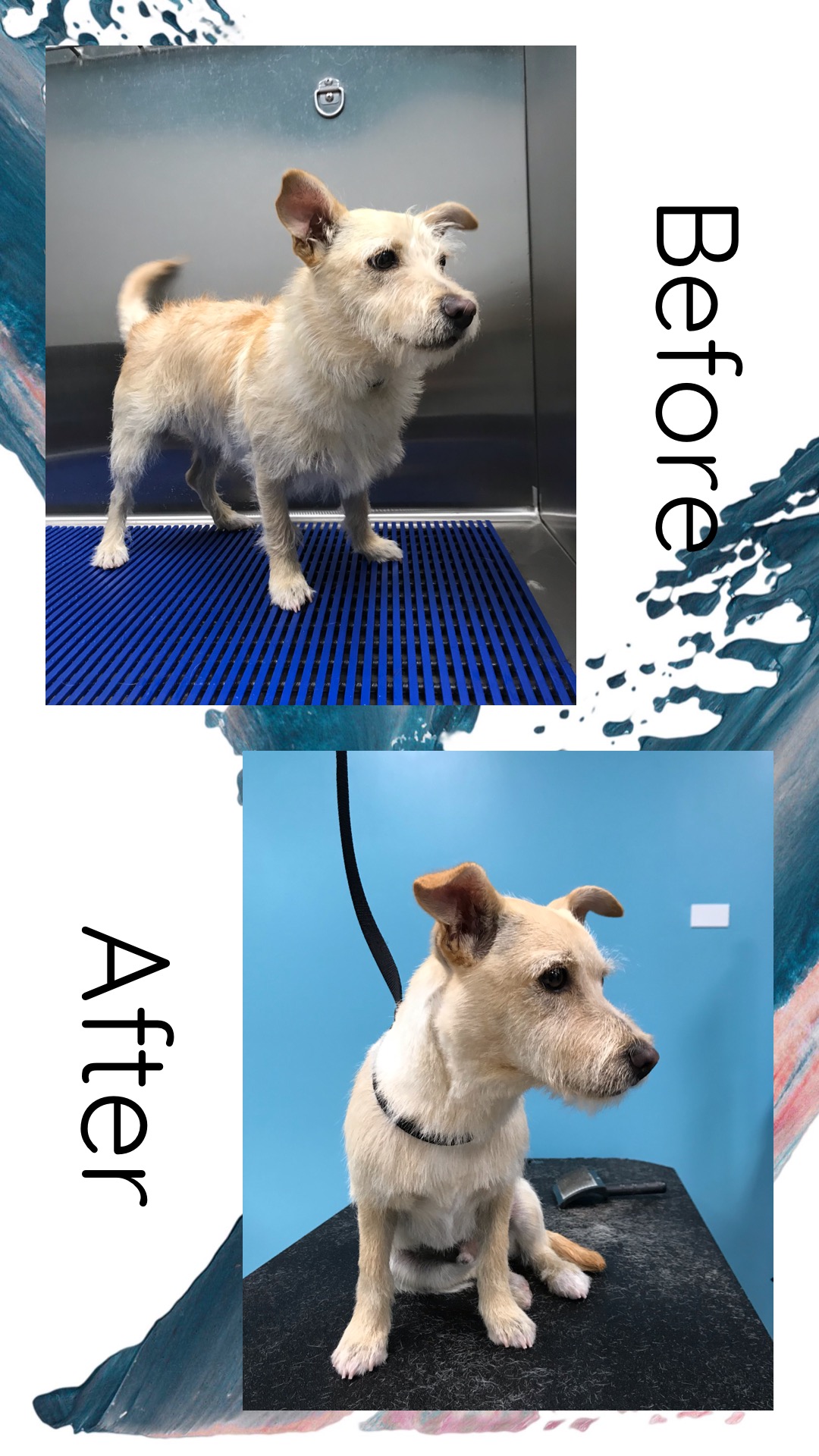 Sheree’s Pet Grooming Denver