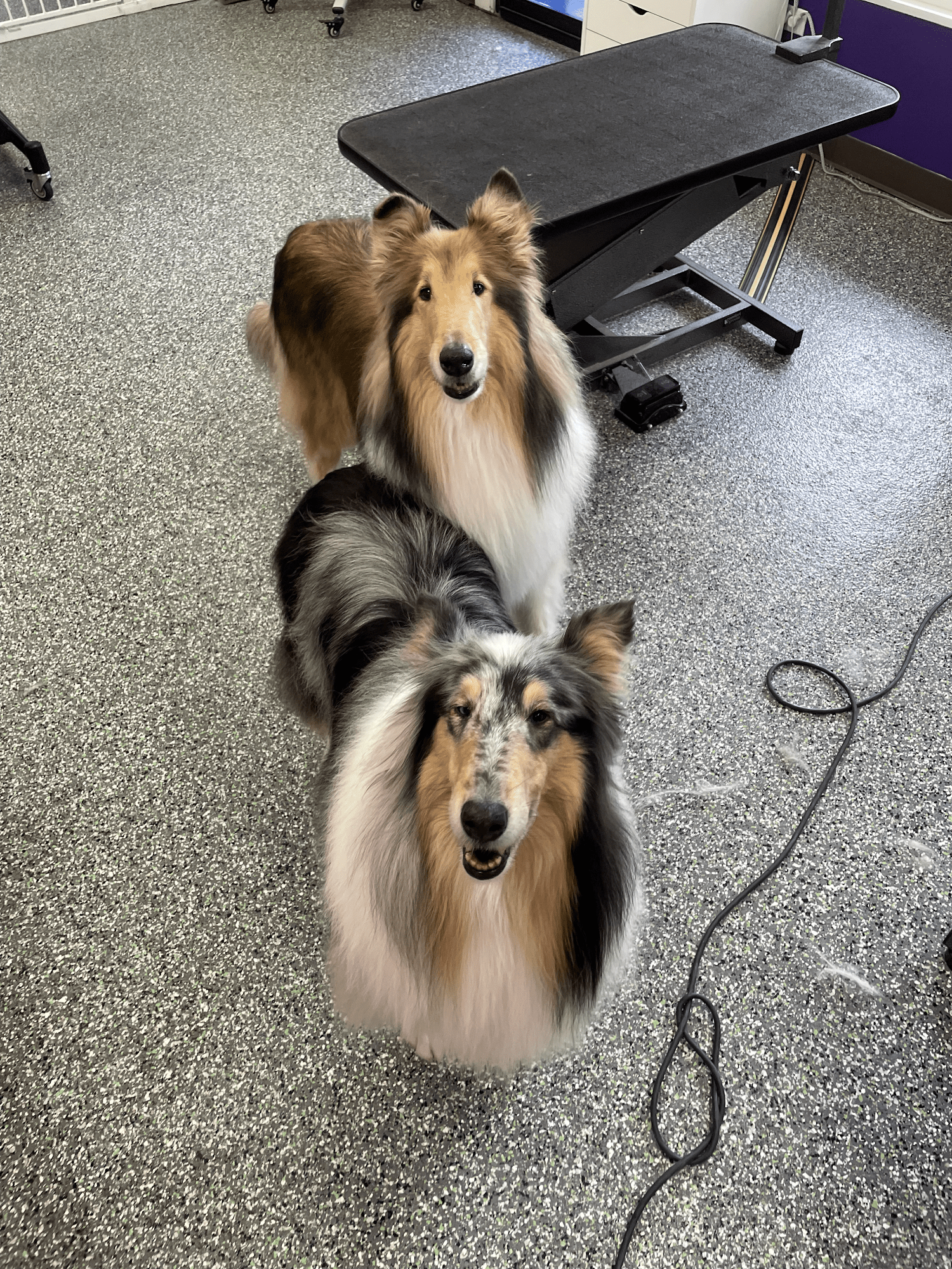 Doggy Style Salon Denver