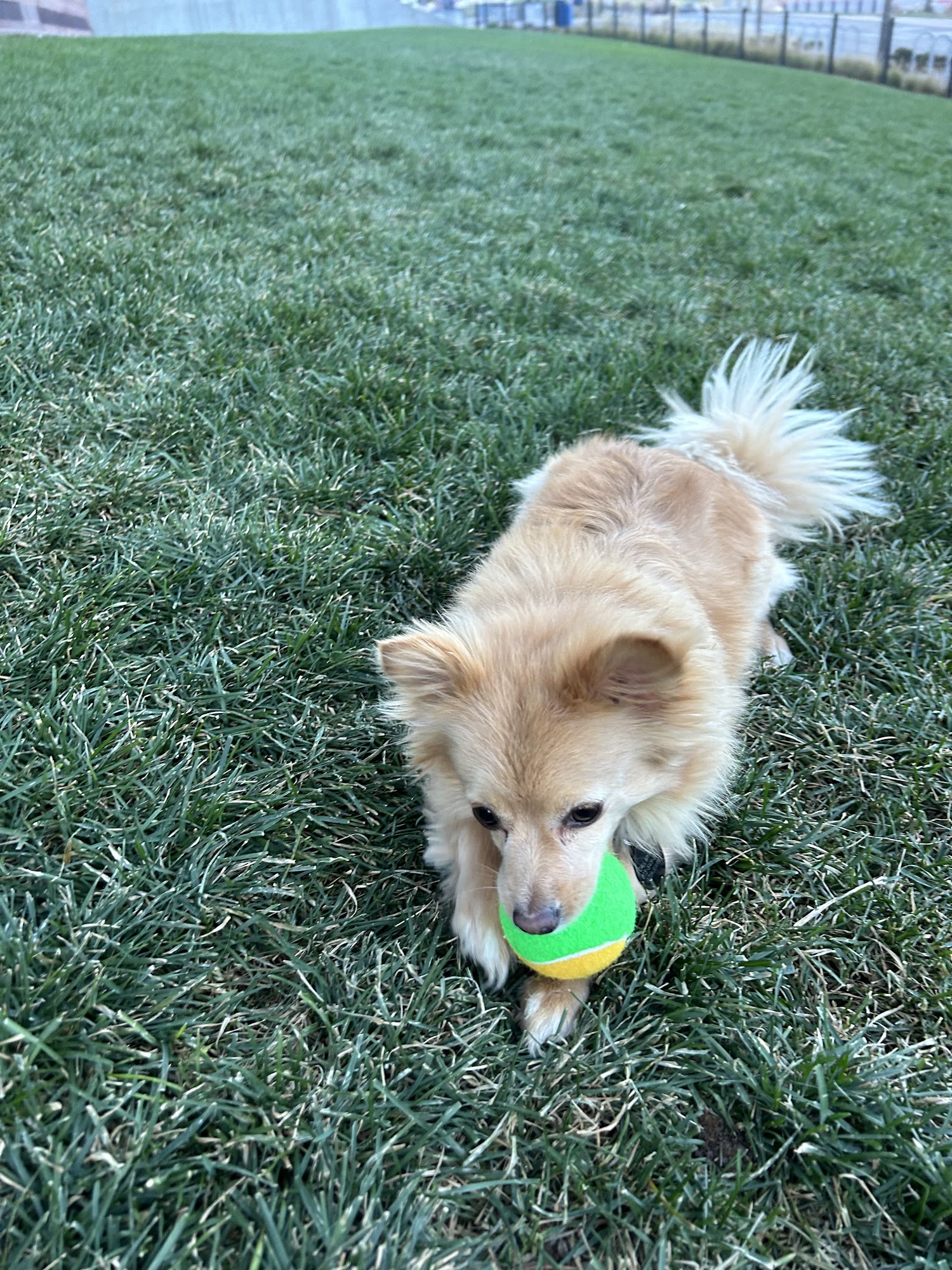 PawsCo Headquarters Denver
