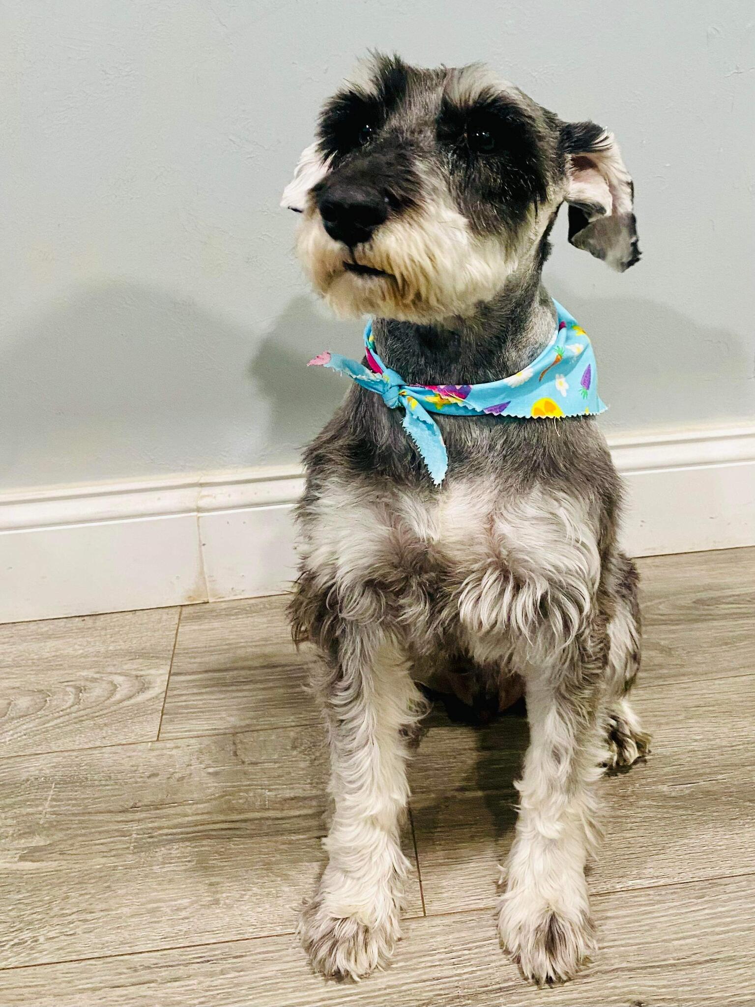 Compassionate Canine Cuts Denver