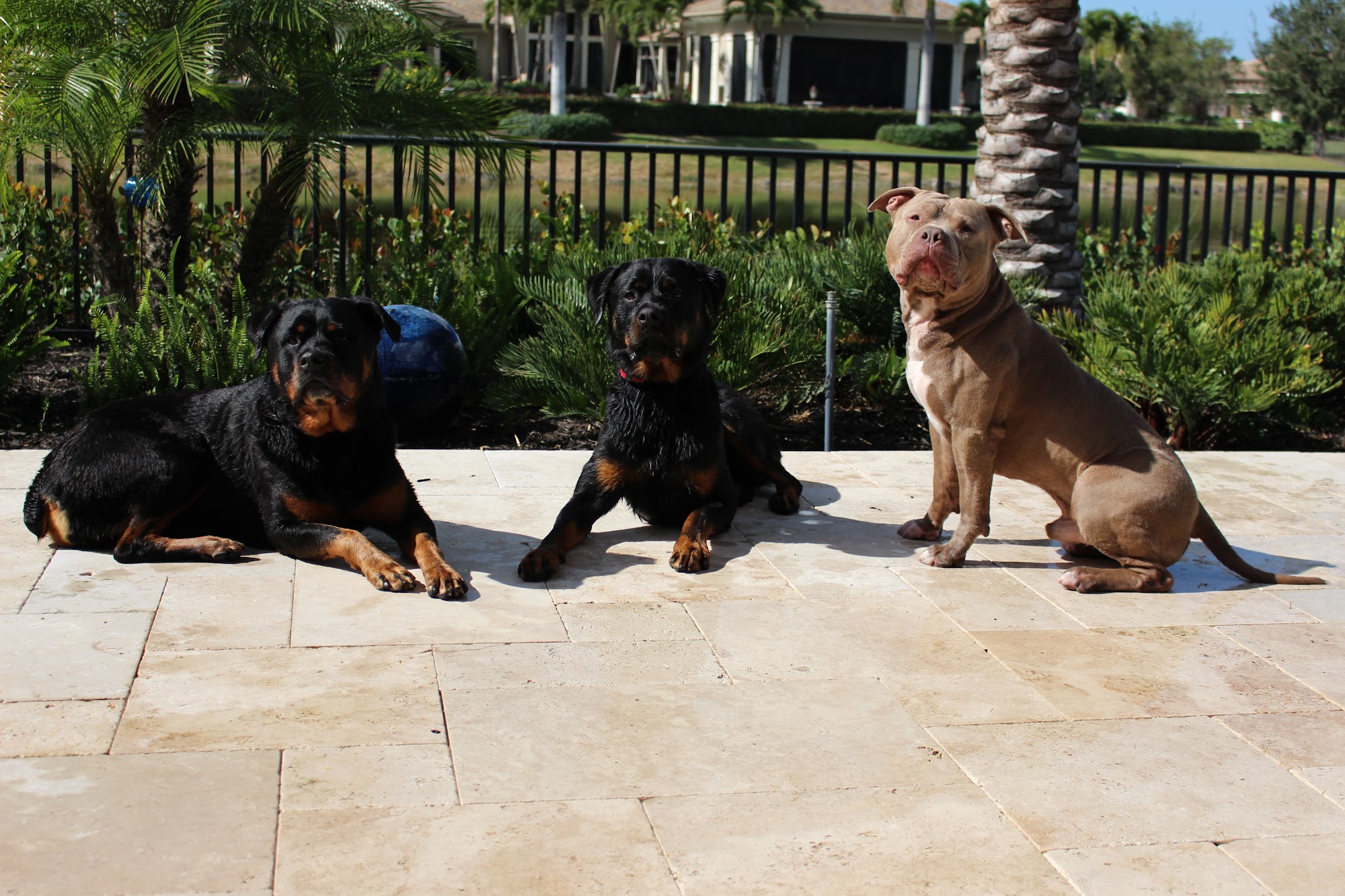 The Loyal Hound Denver