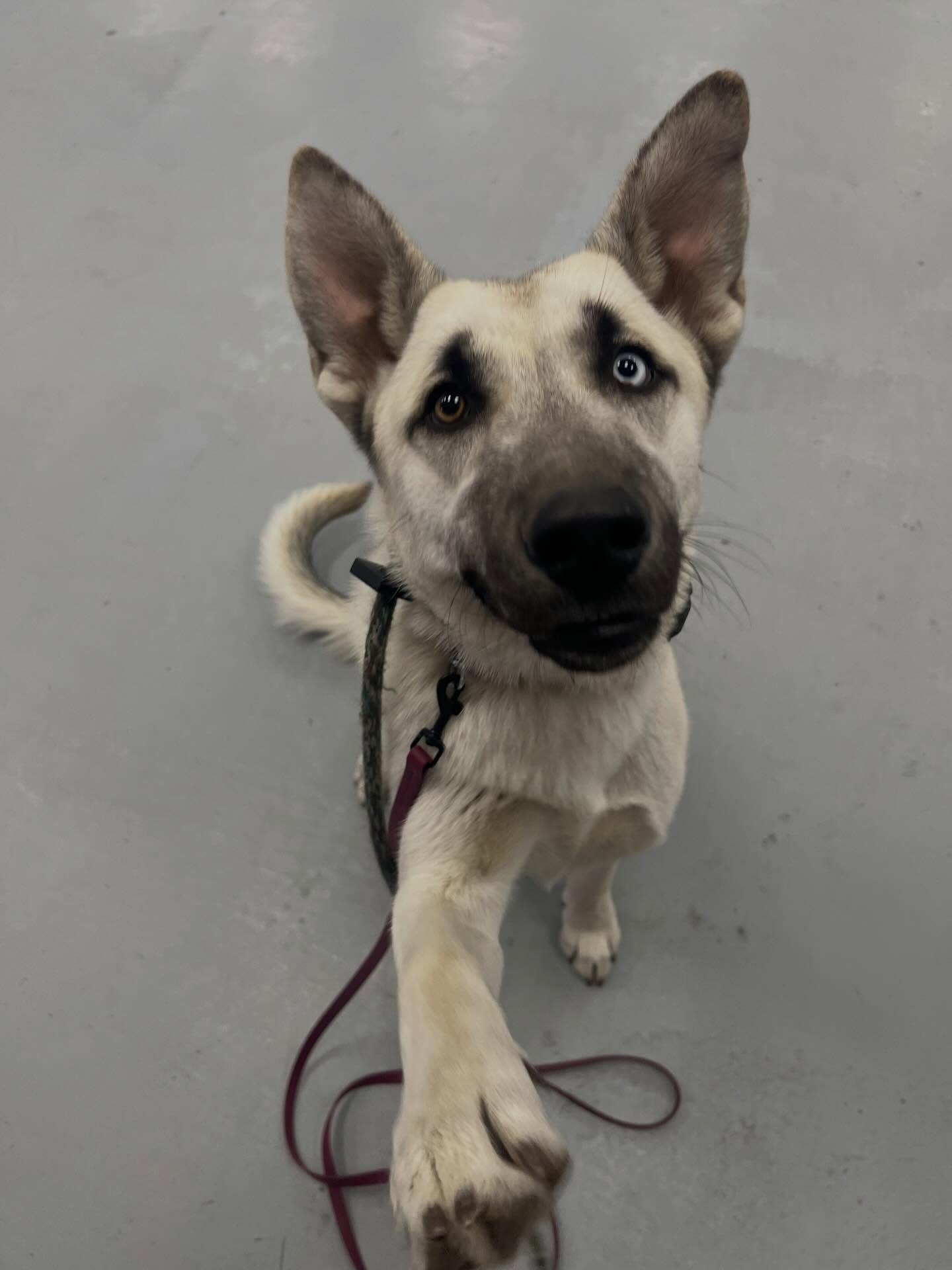 Art of the Dog Canine Academy Denver