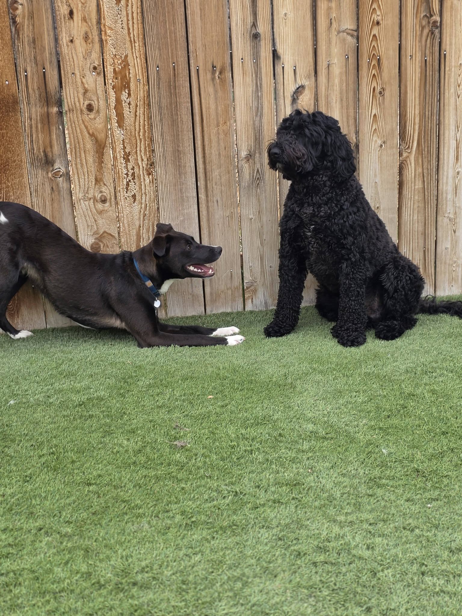 K-9 Castle Denver