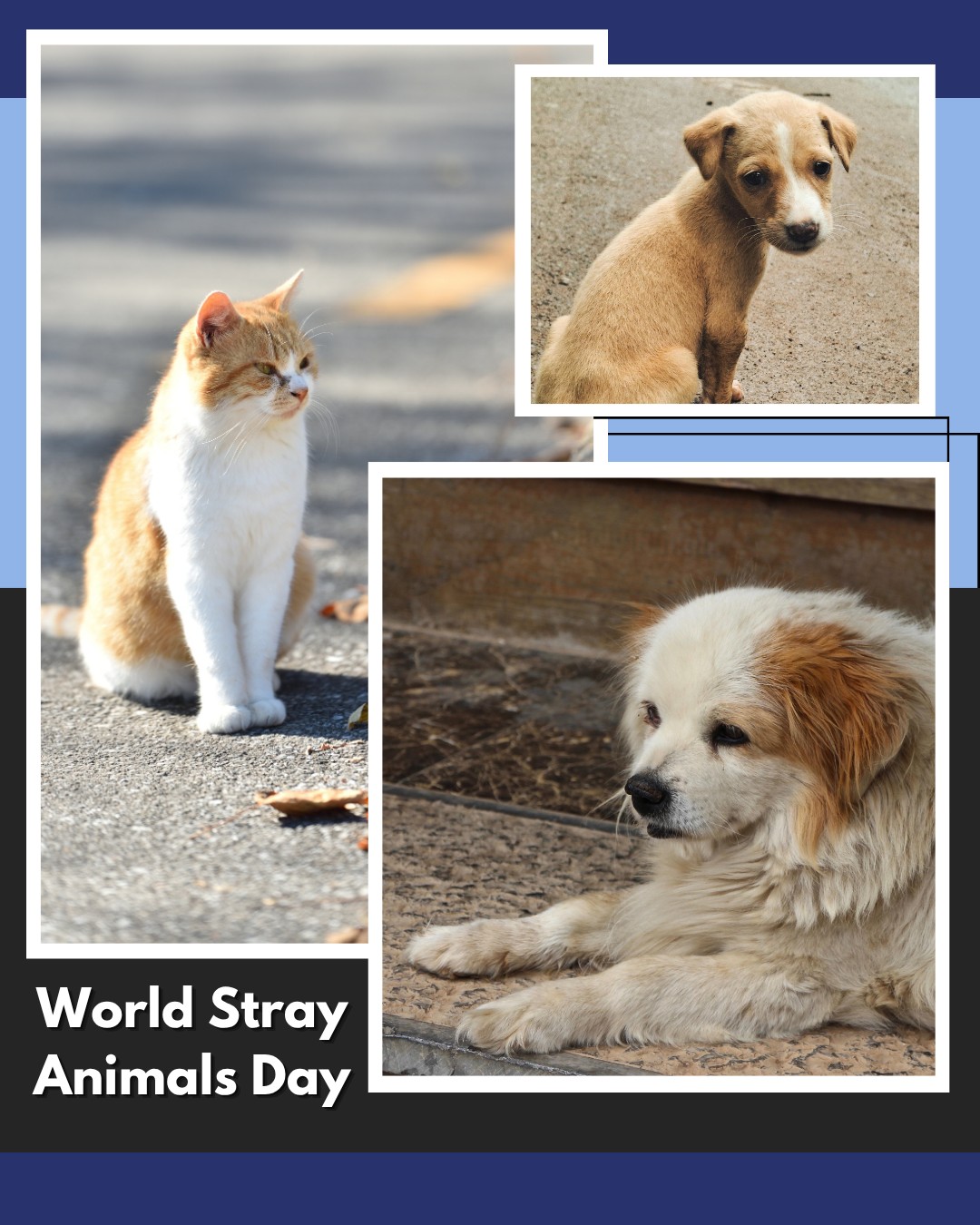 Animal Health Care Denver Denver