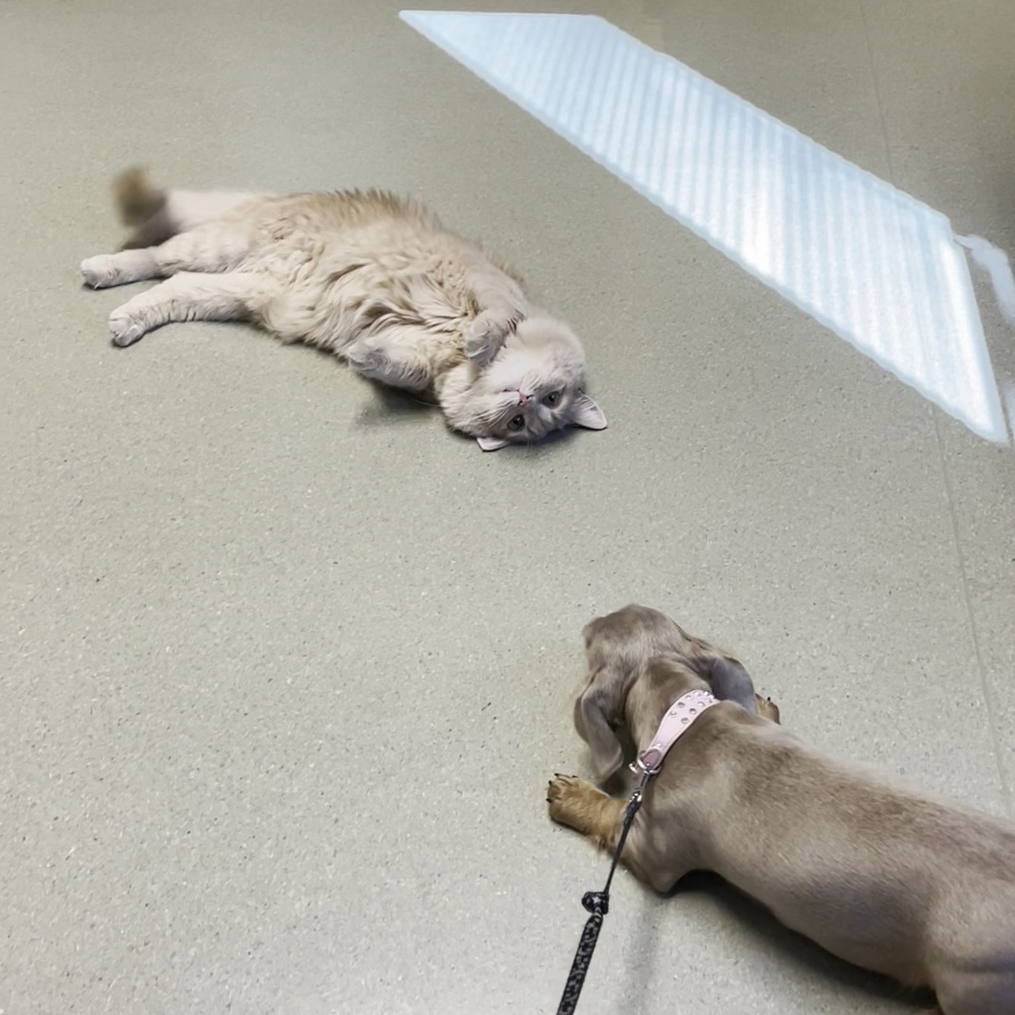 Gentle Touch Animal Hospital Denver