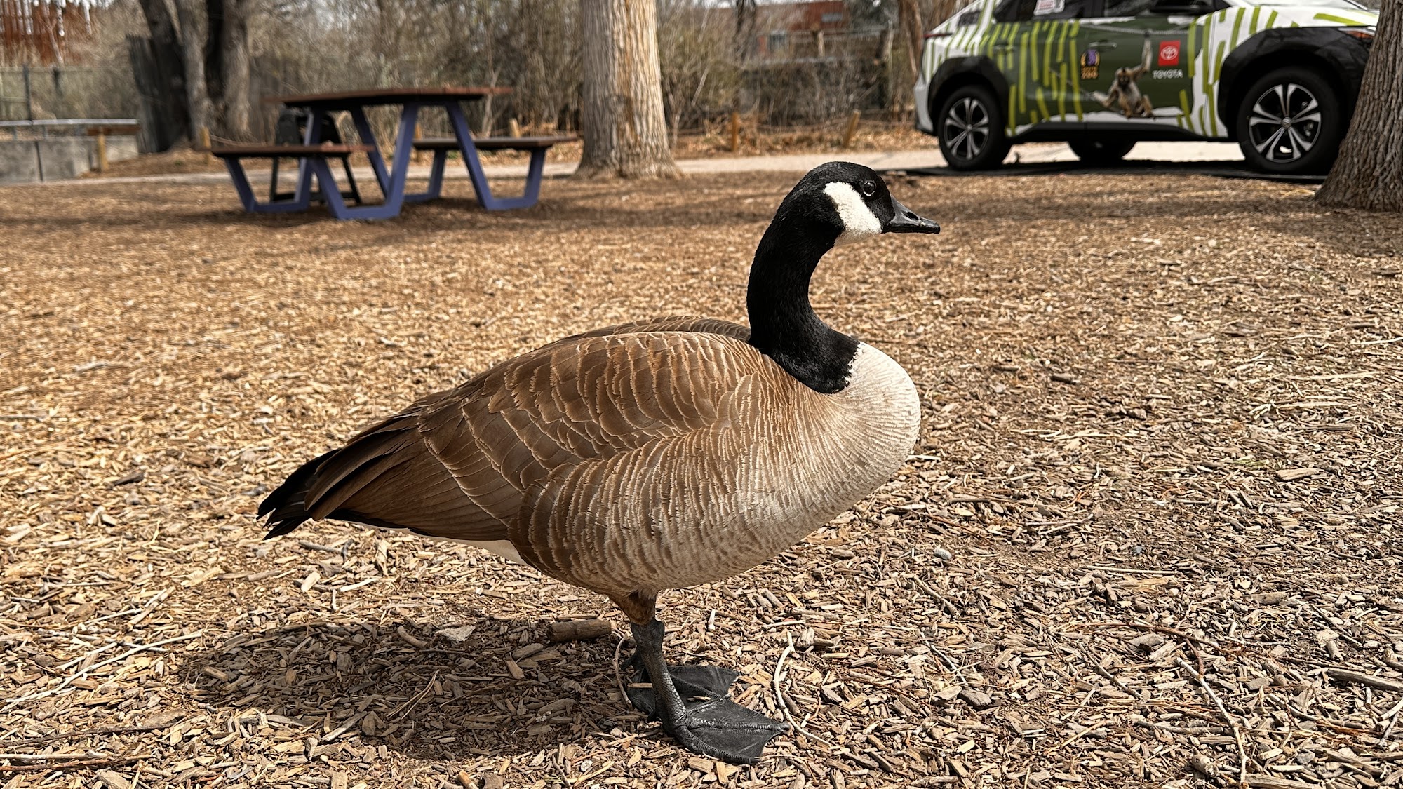 Northern Shores Menu