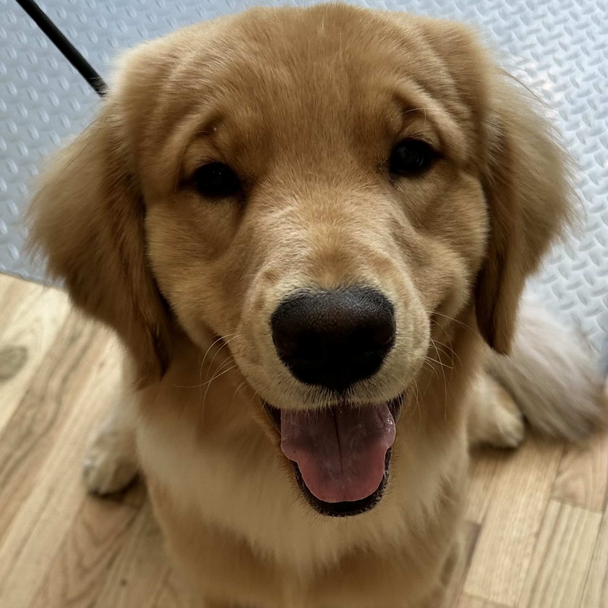 The Wag Shop - Dog Grooming 49 W 11th Ave, Denver Colorado 80204