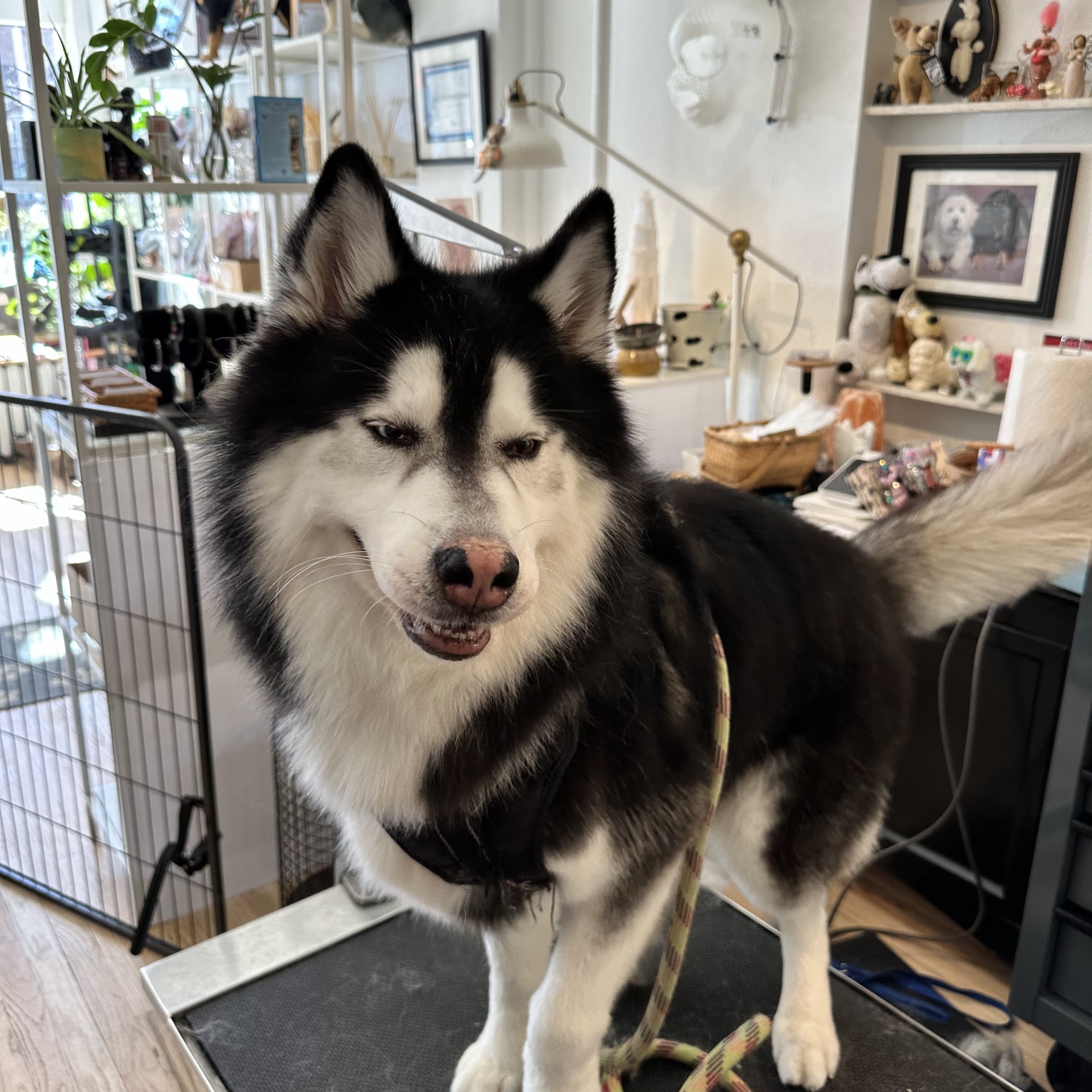 The Wag Shop - Dog Grooming Denver