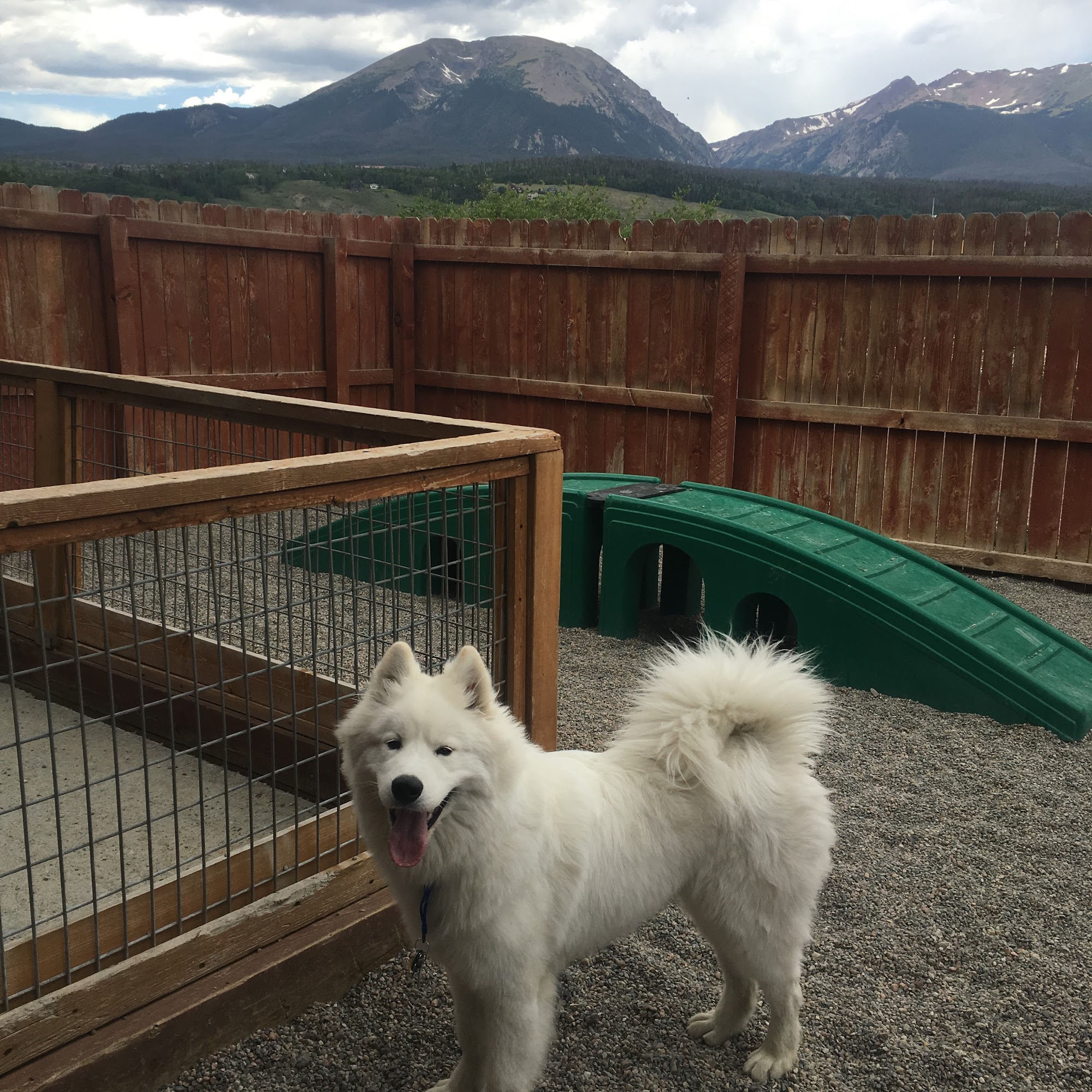 The Dog Chalet Dillon