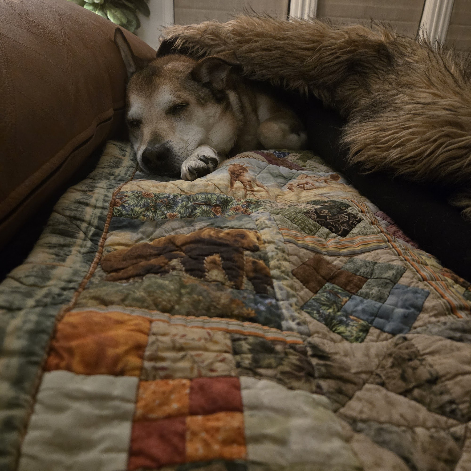 Clear Creek County Animal Shelter (Charlie's Place) Dumont