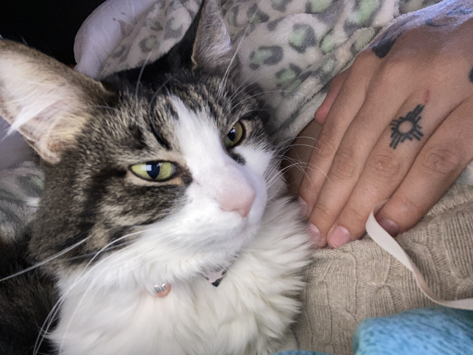 La Plata County Humane Society Durango