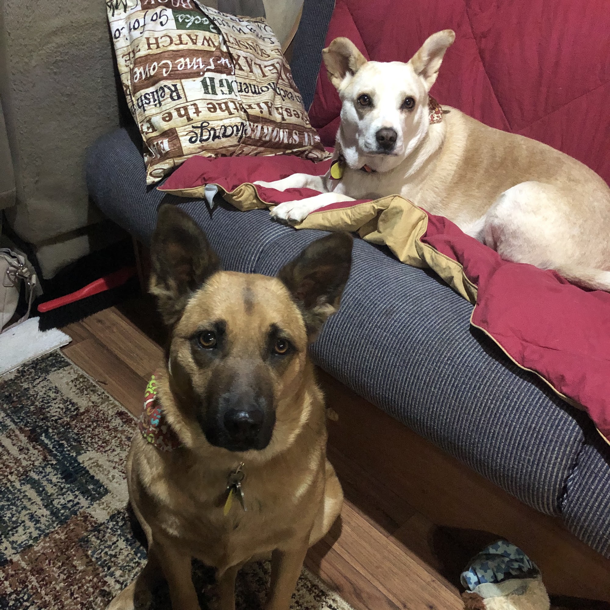 Alpine Animal Hospital Durango